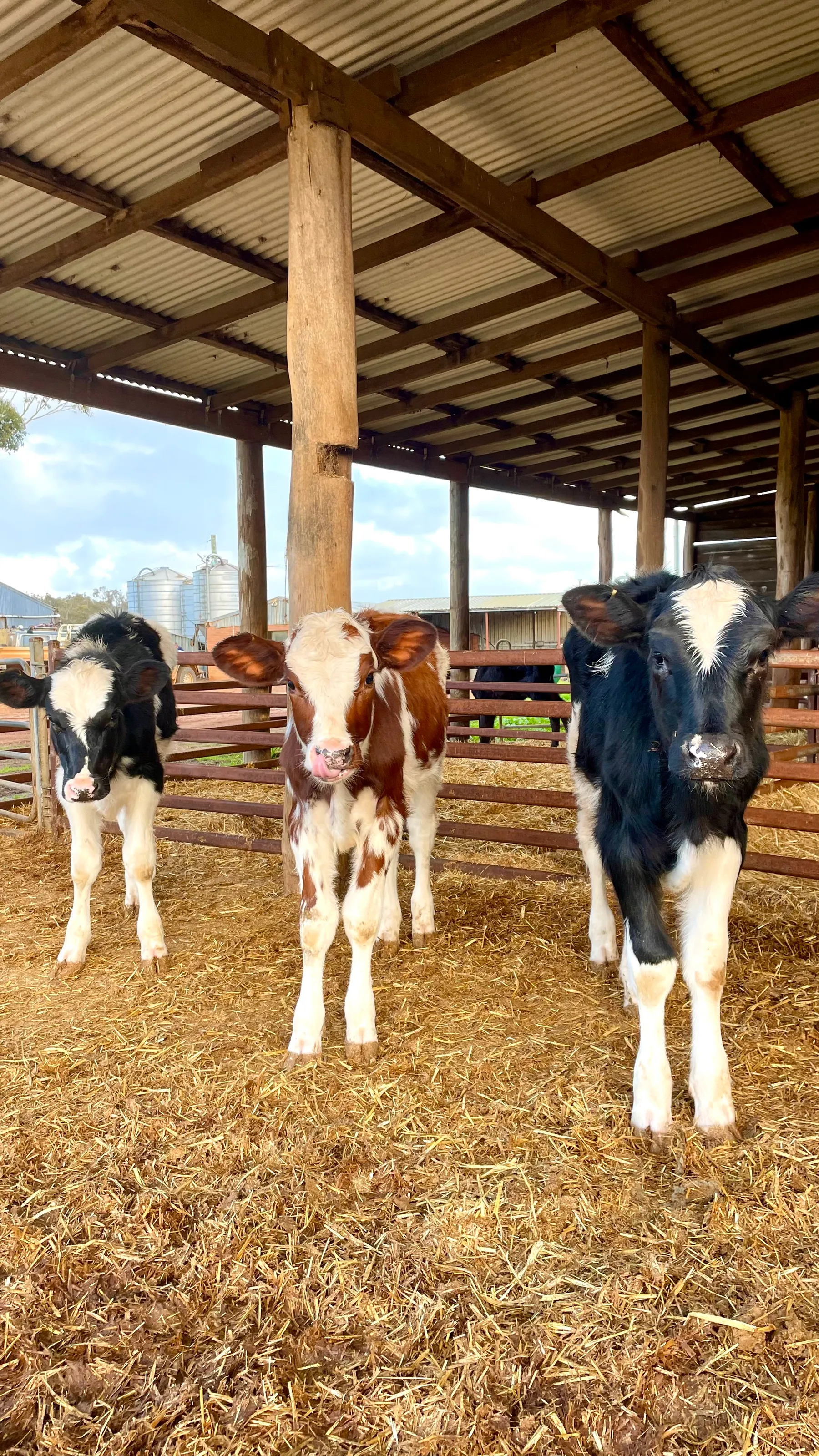 Baby Milkers