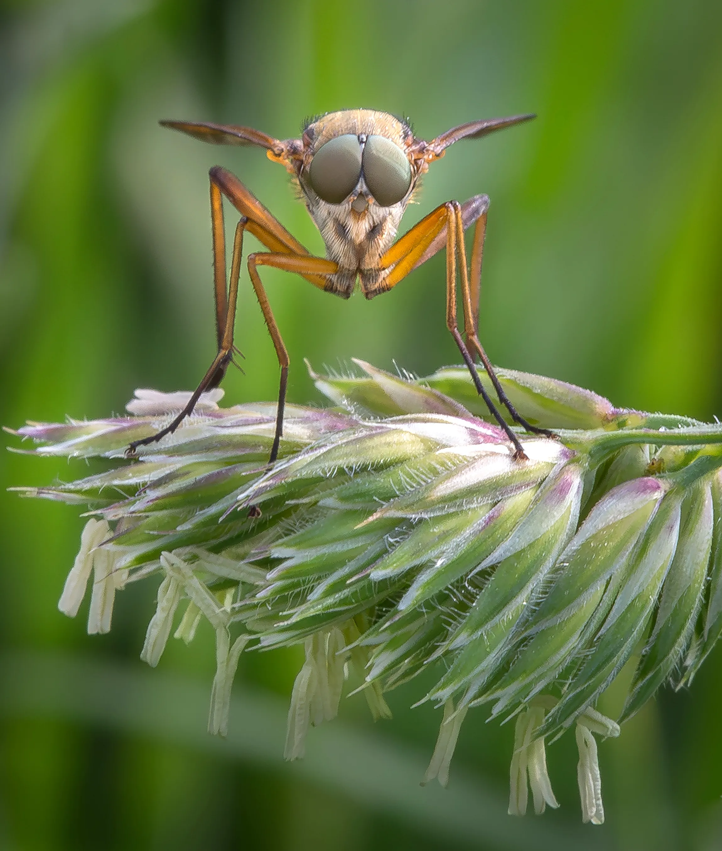 Eye to Eye Long-legged Fly