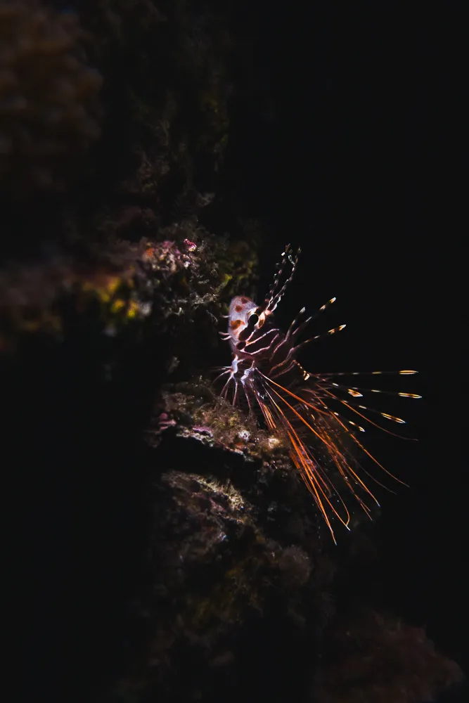 Juvenille lionfish