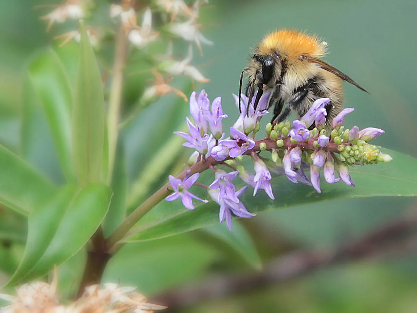 Bee