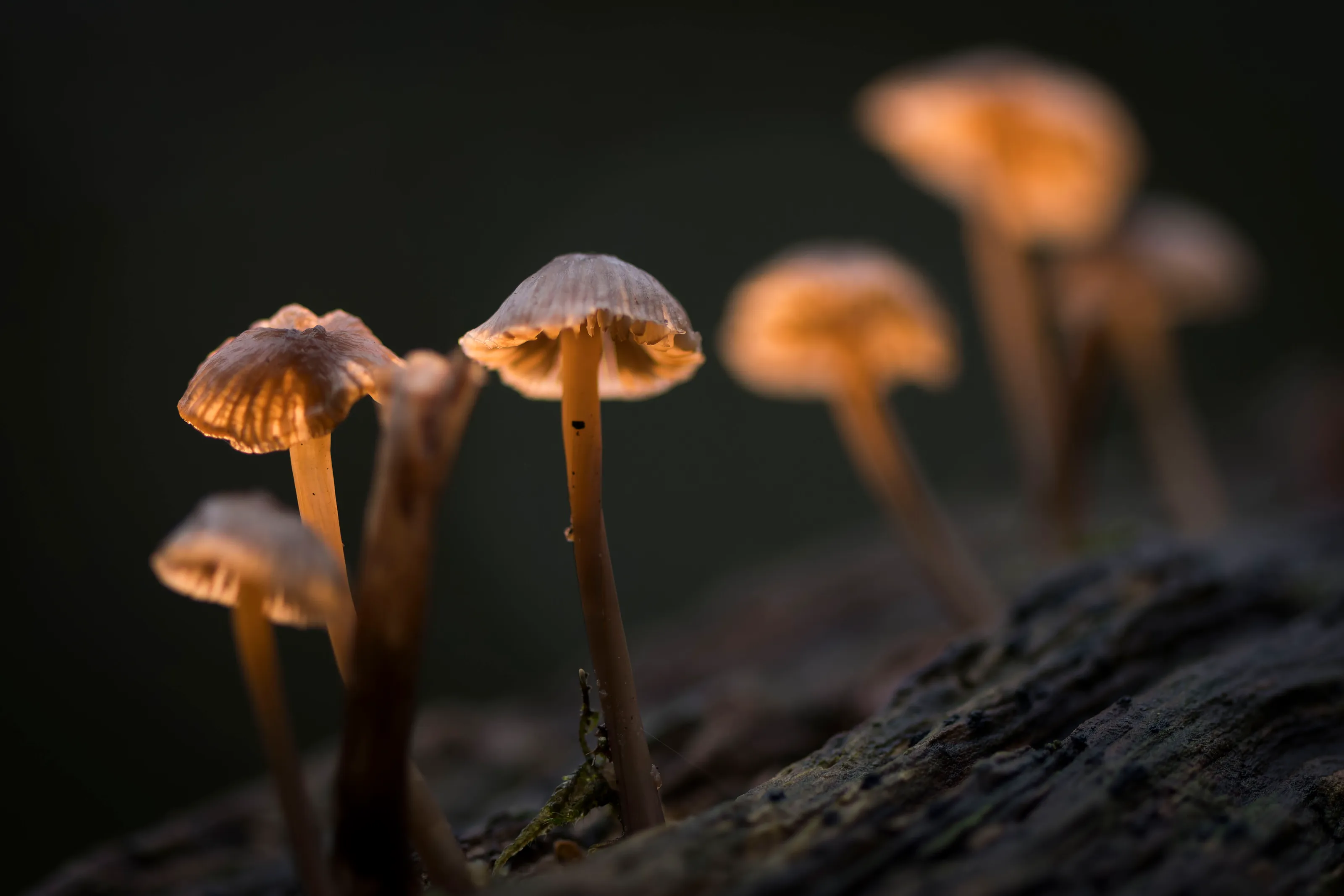 Fairytale Fungi