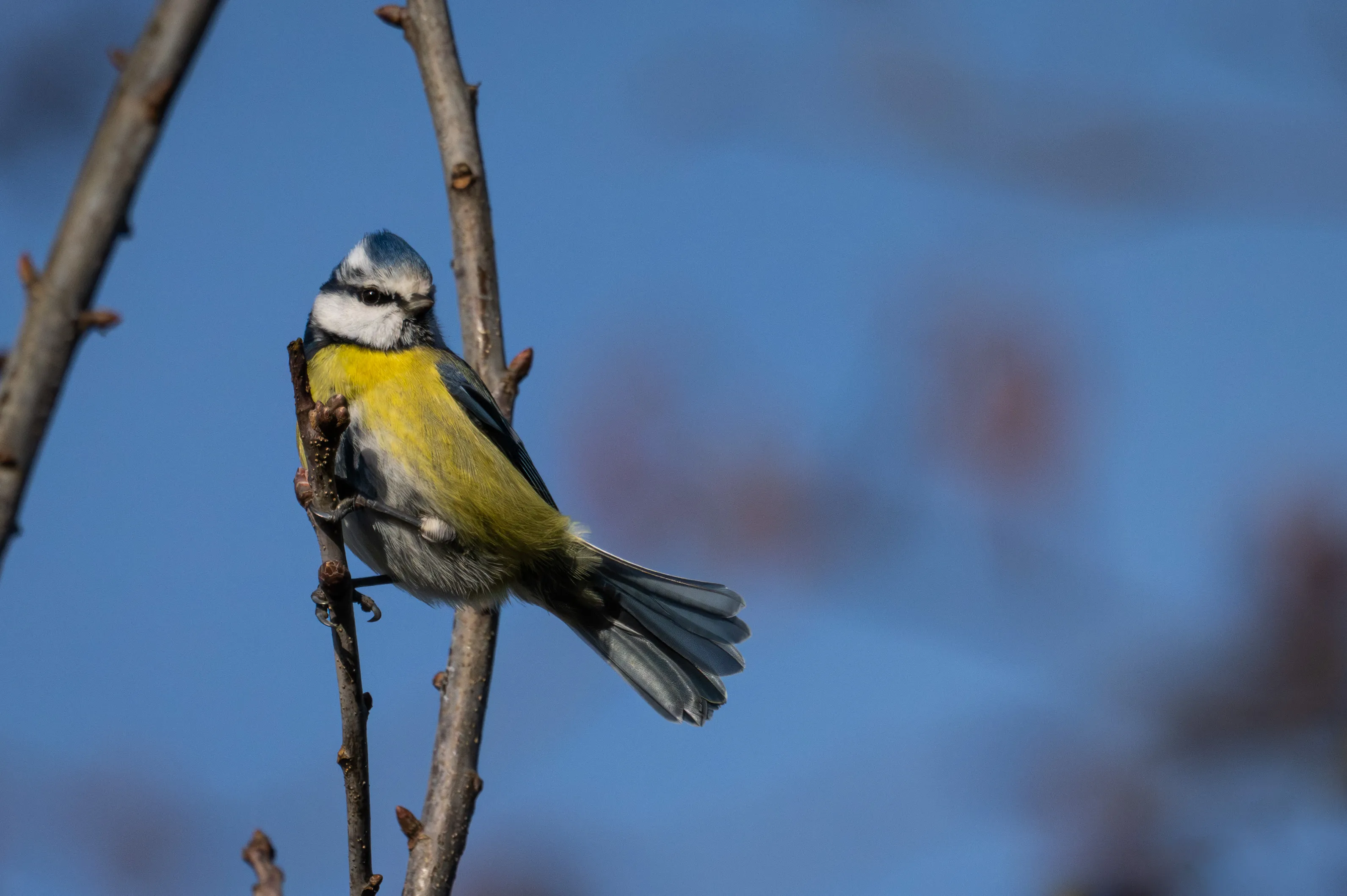 Small Birds