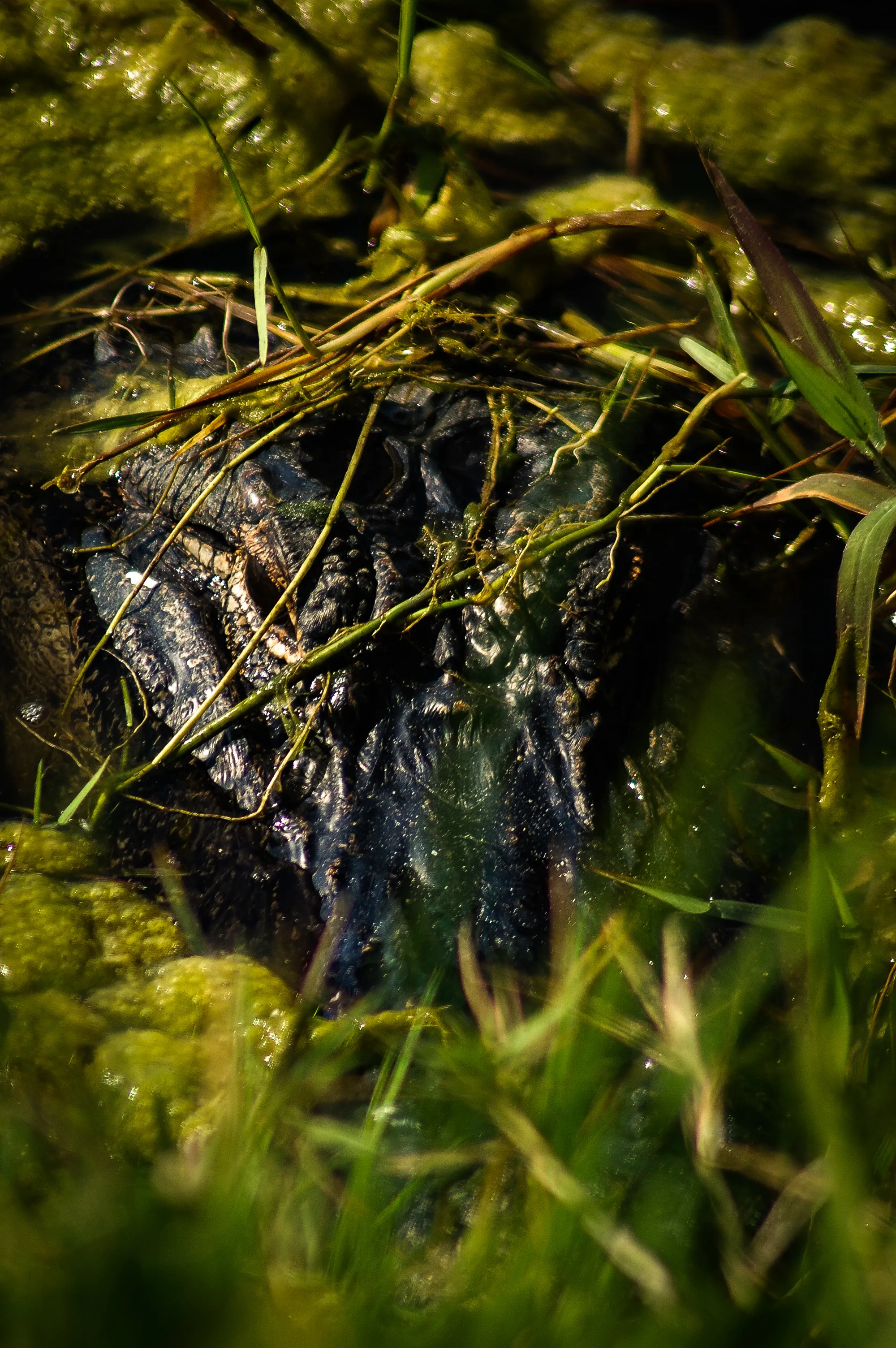 Hidden in the Grass