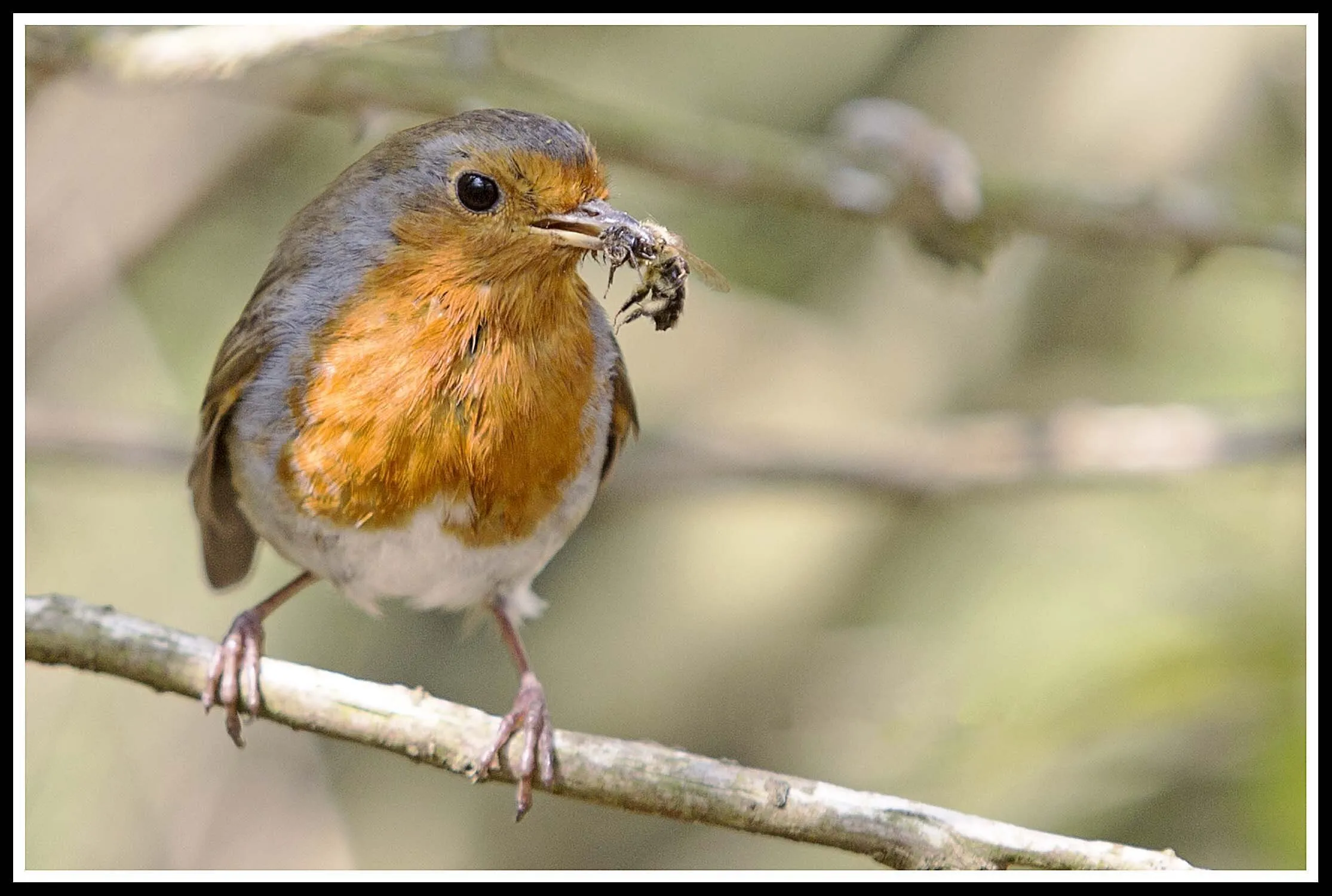 Robin feeding young