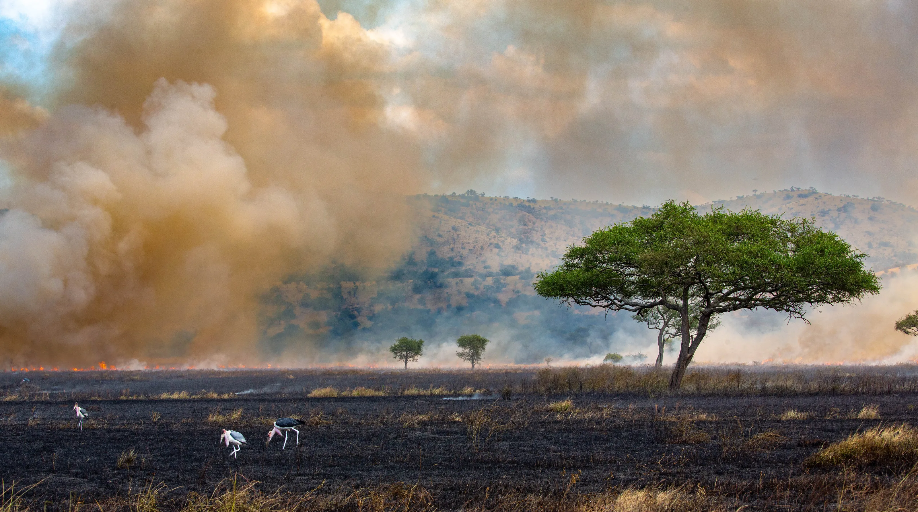 The Serengeti on Fire