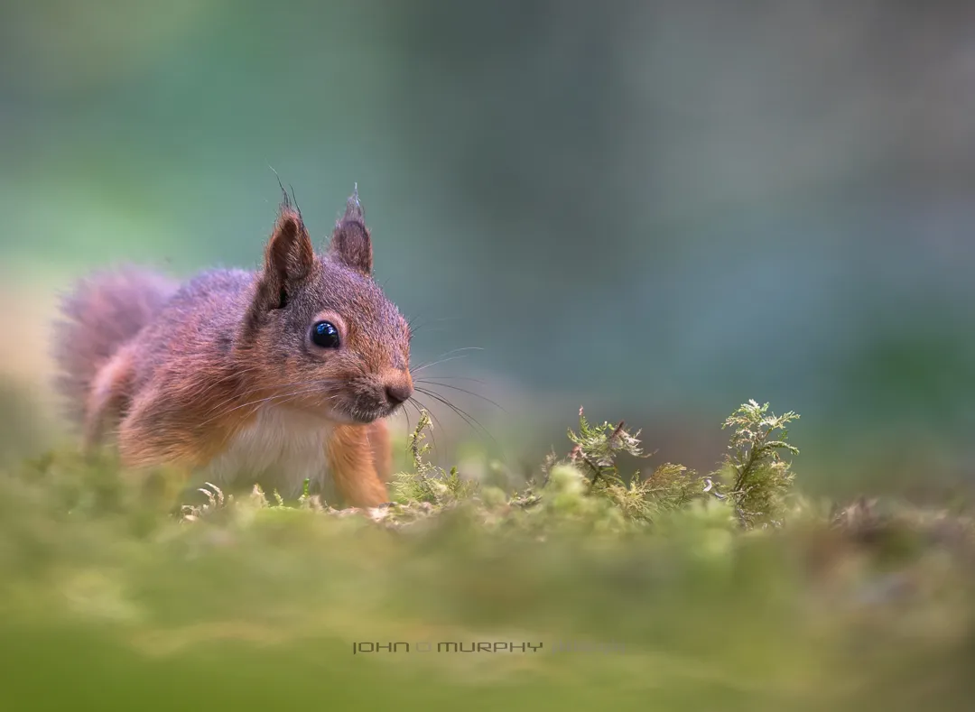 Irish Red Squirrel