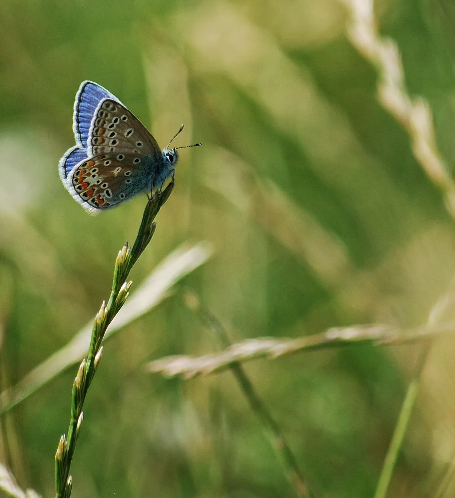 Common blue butterfly