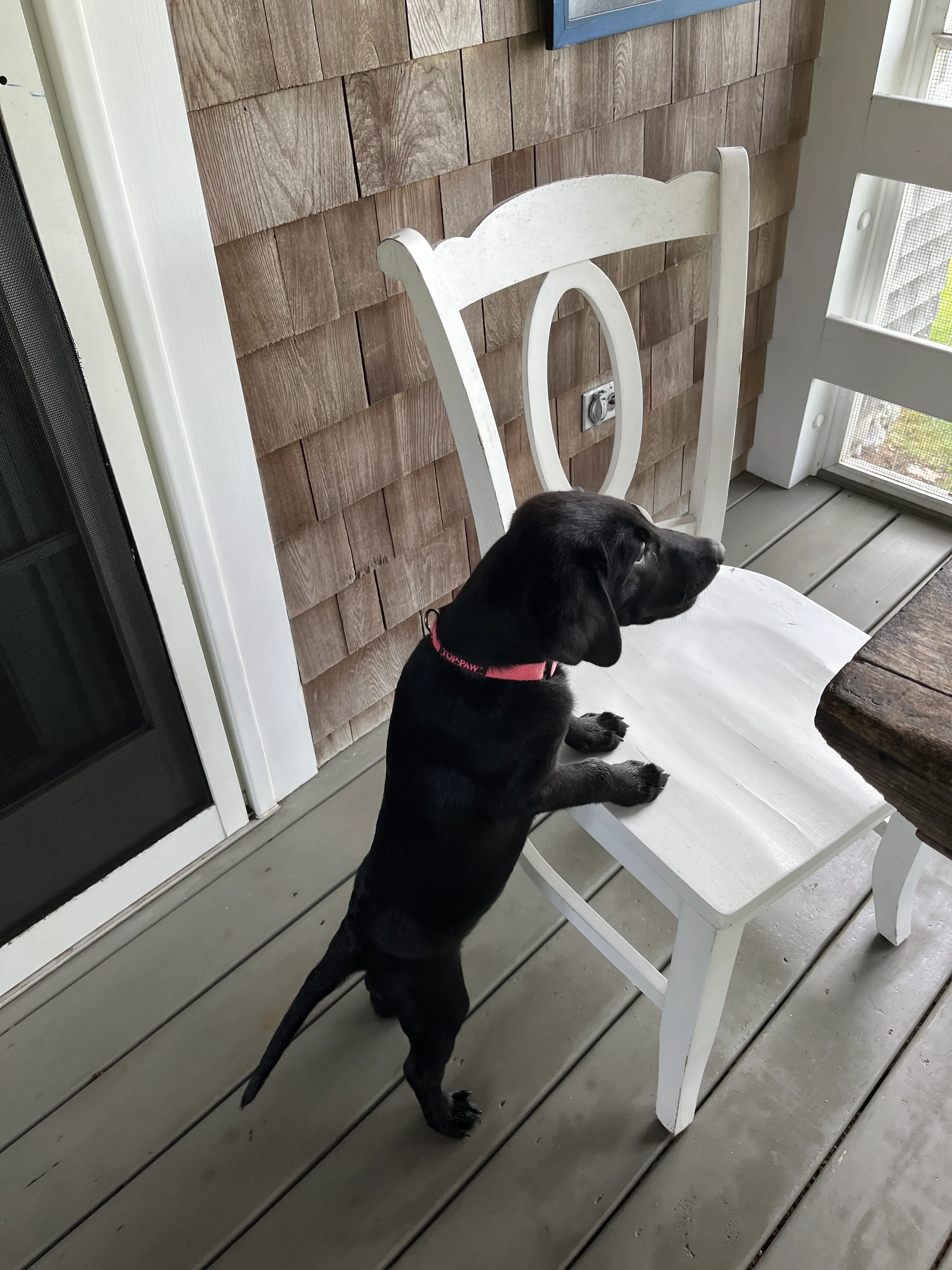 Le Perky Puppy