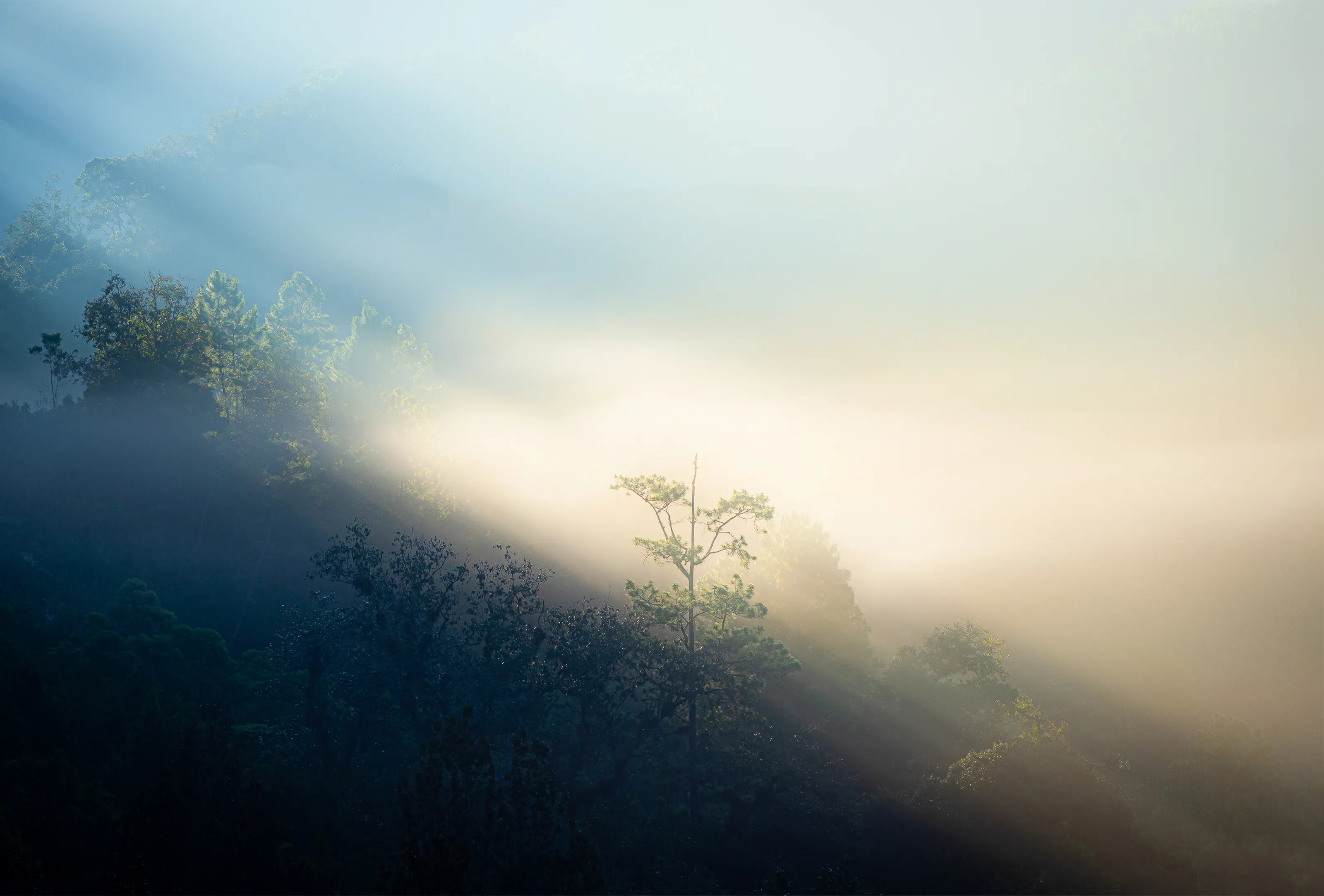 Bosque de Ensueño