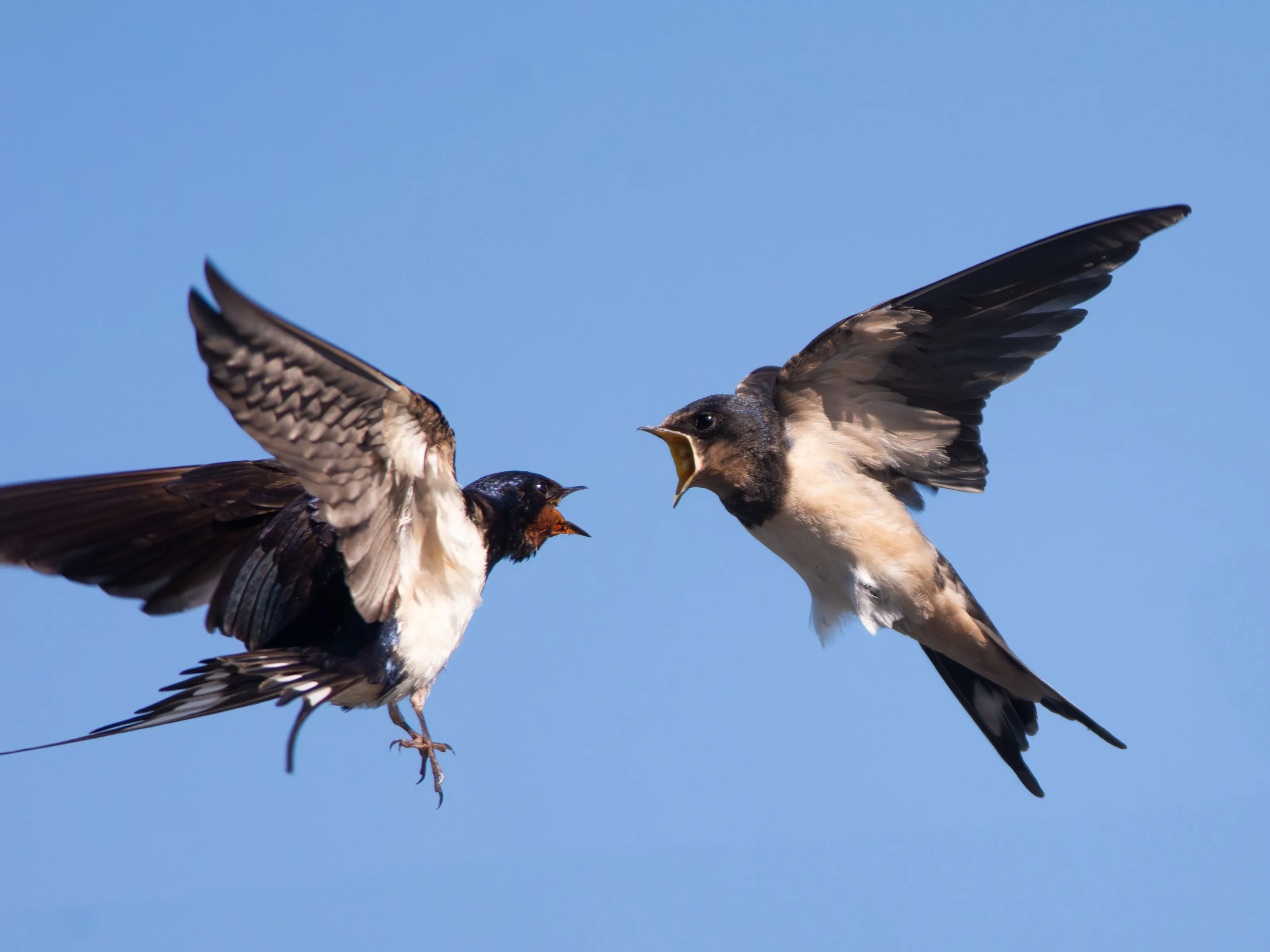 Birds in Flight