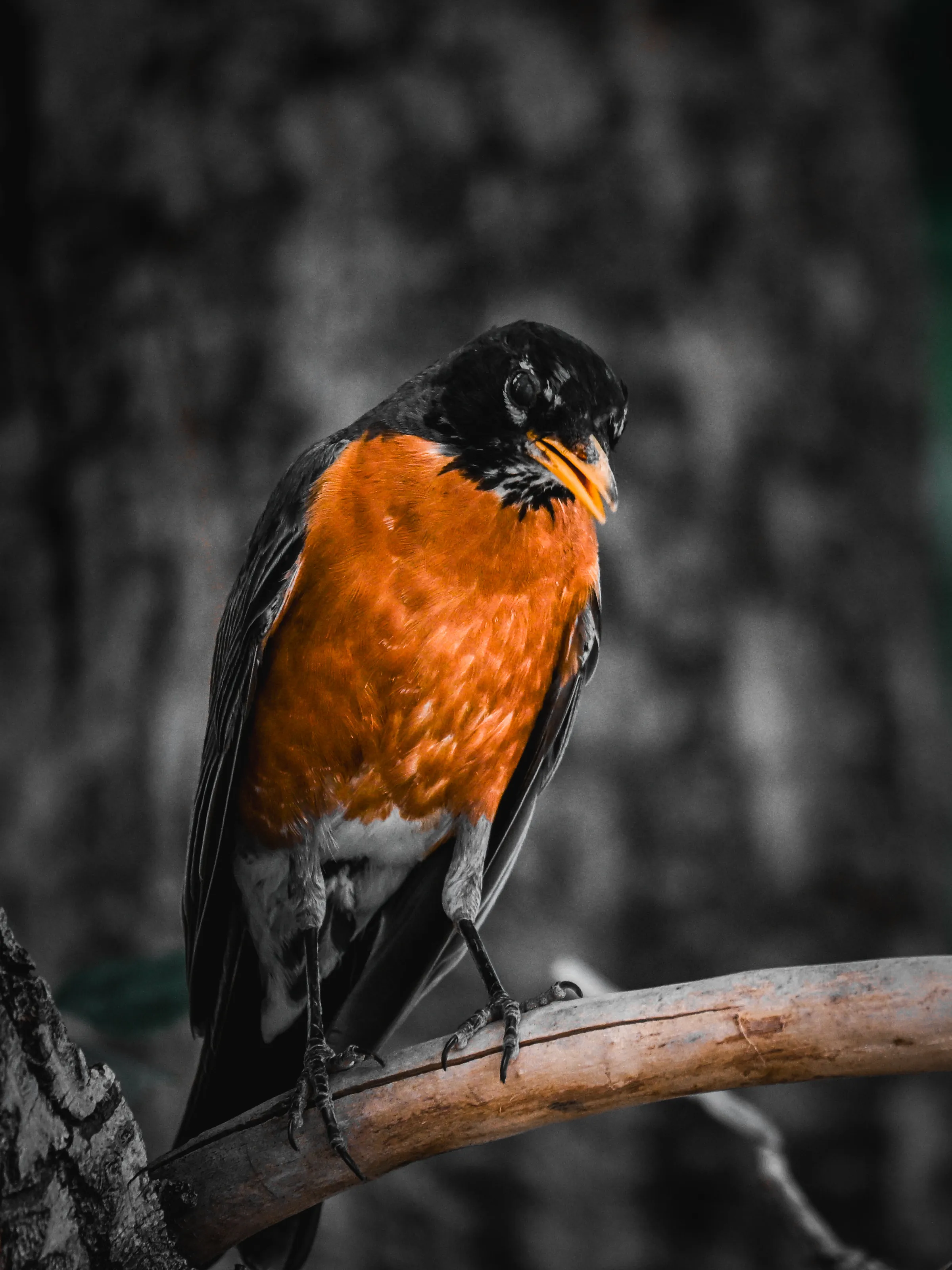 Robin