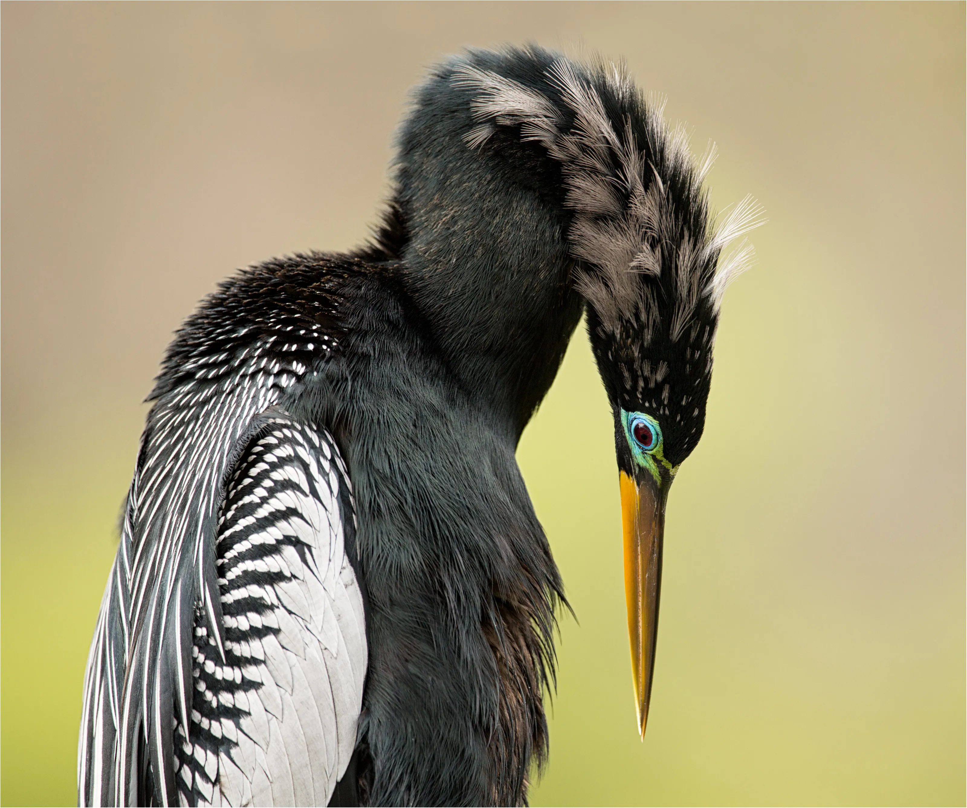Anhinga
