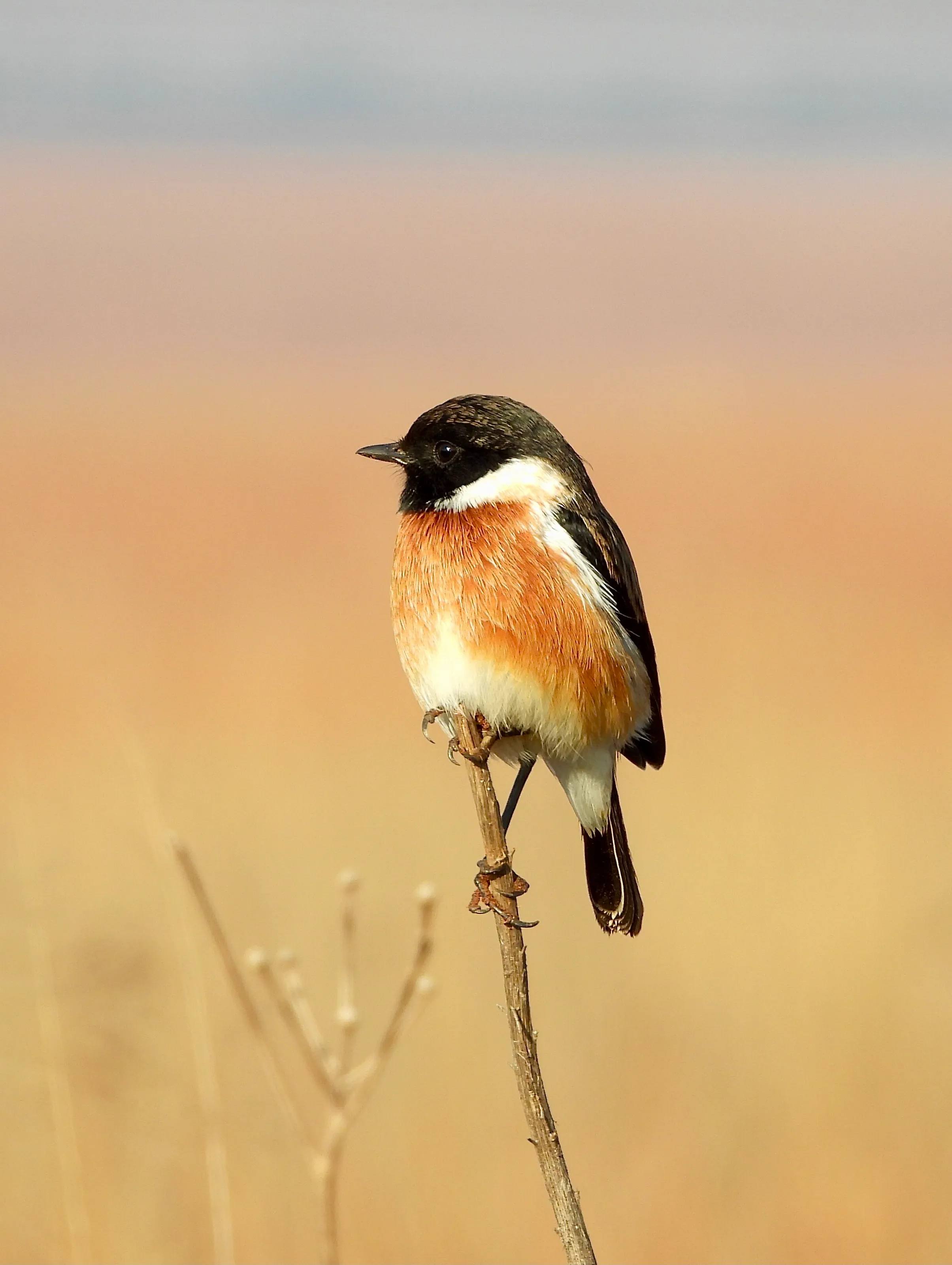 Just an old man with a camera shooting birds