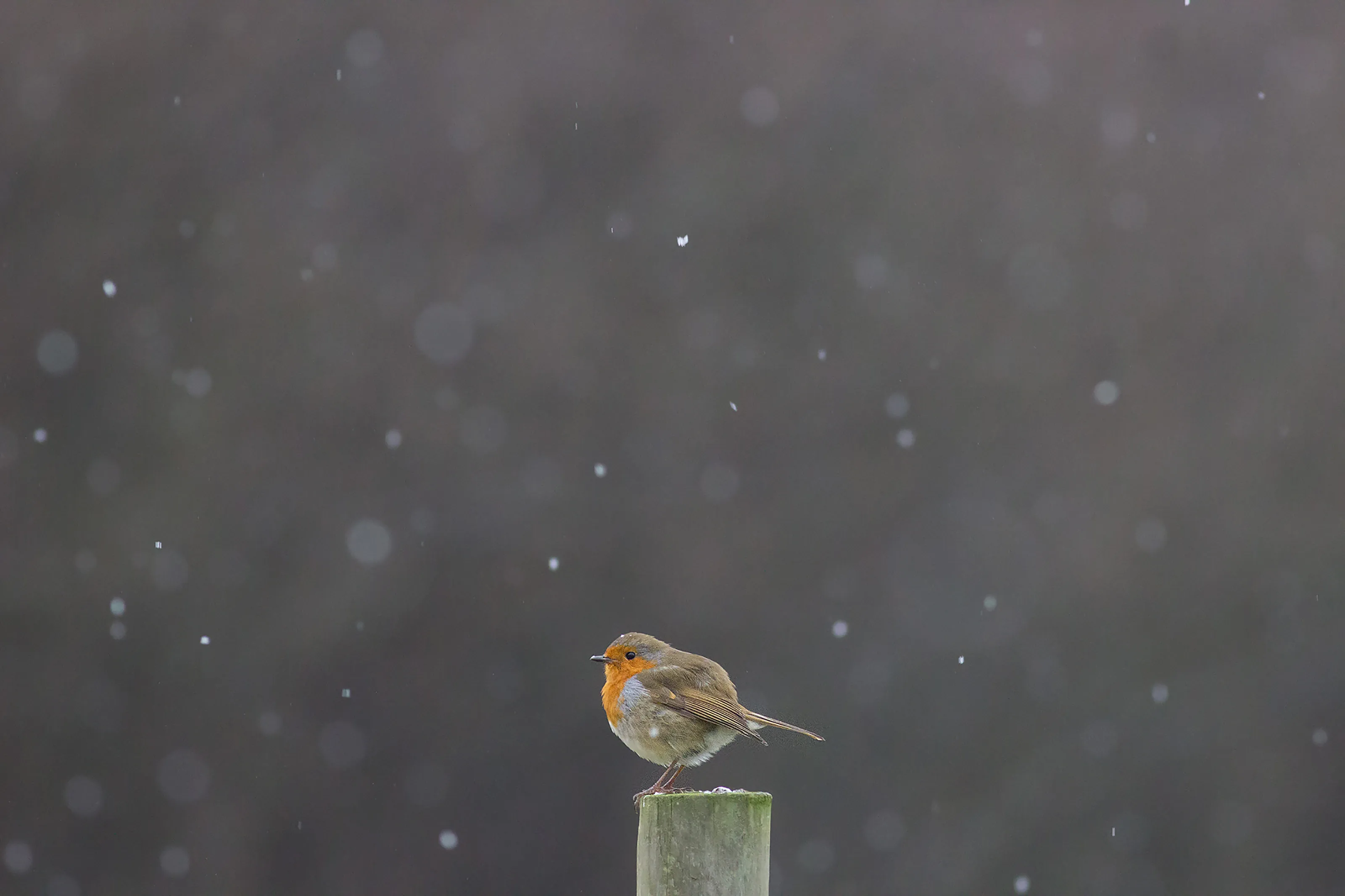 Robin in Snow Shower