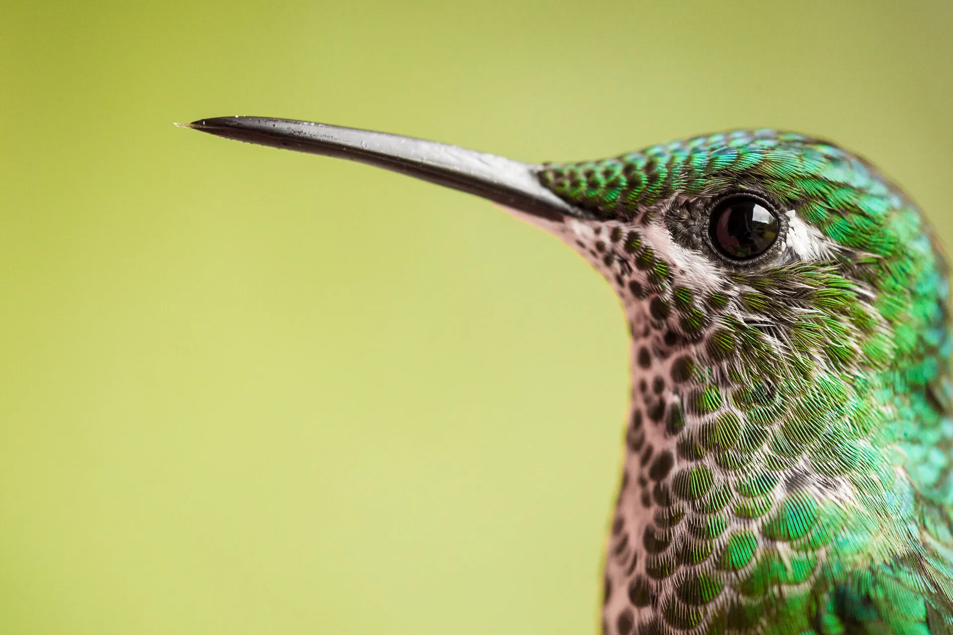 Hummingbird up close