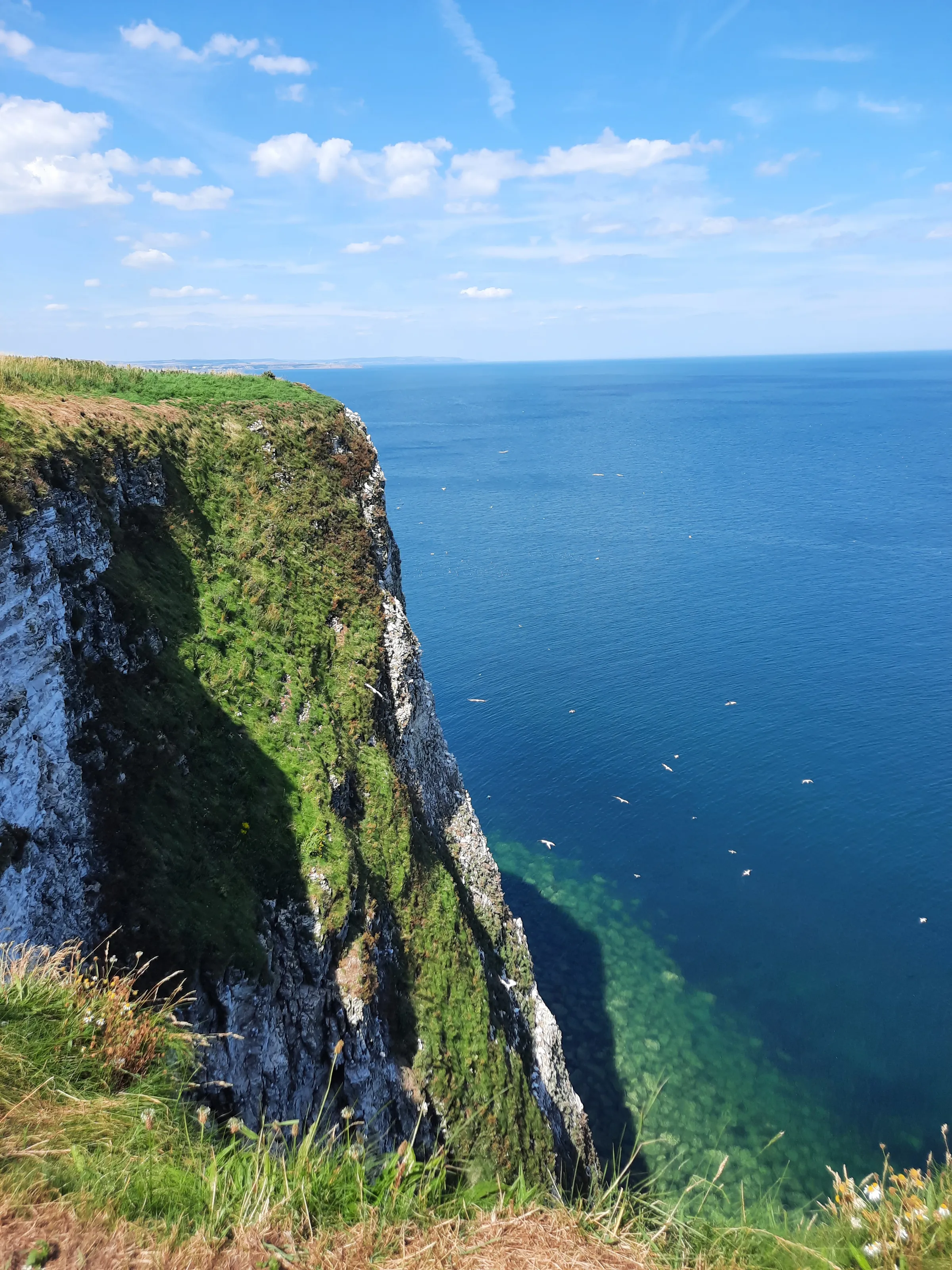 Bempton cliffs