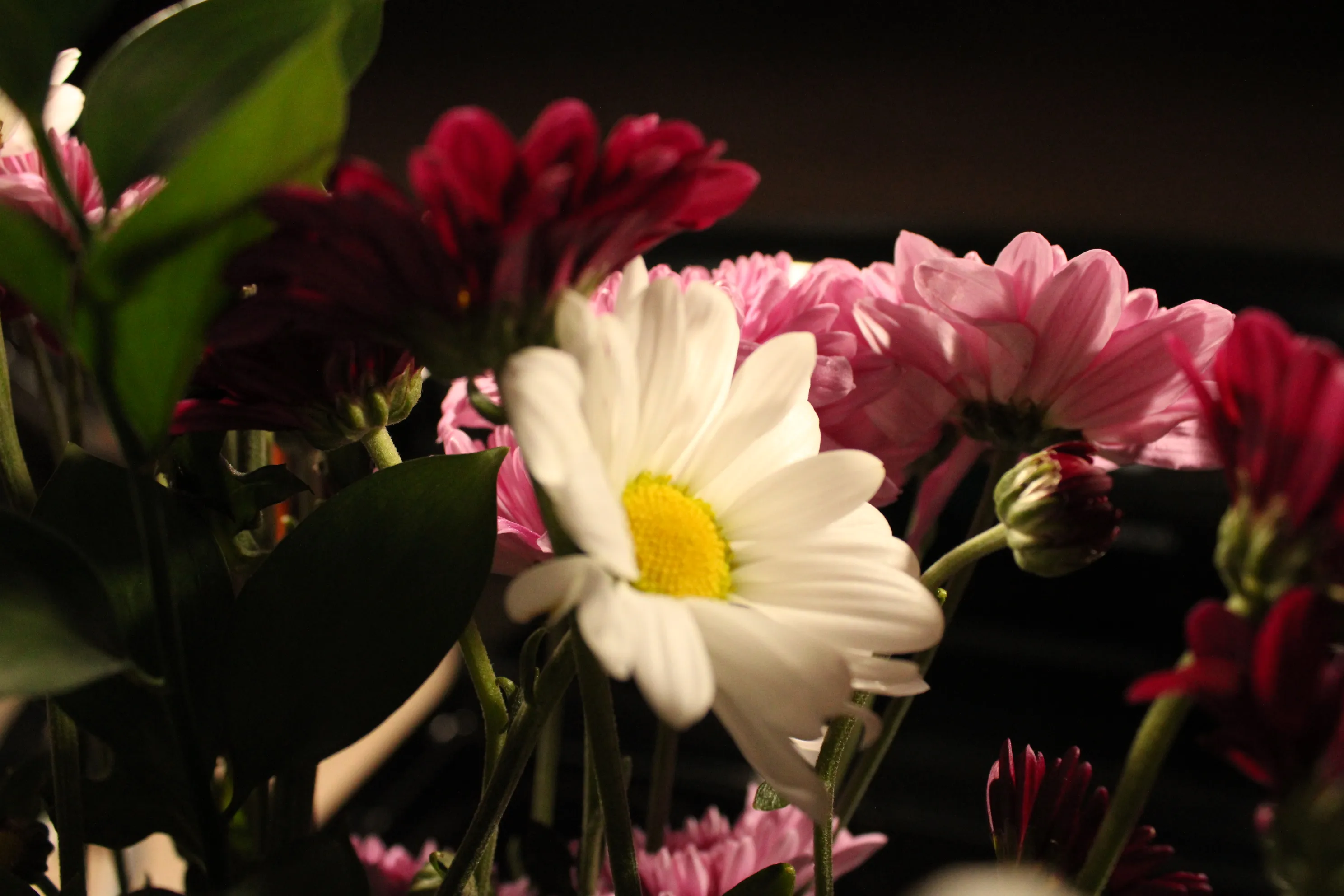 Daisy