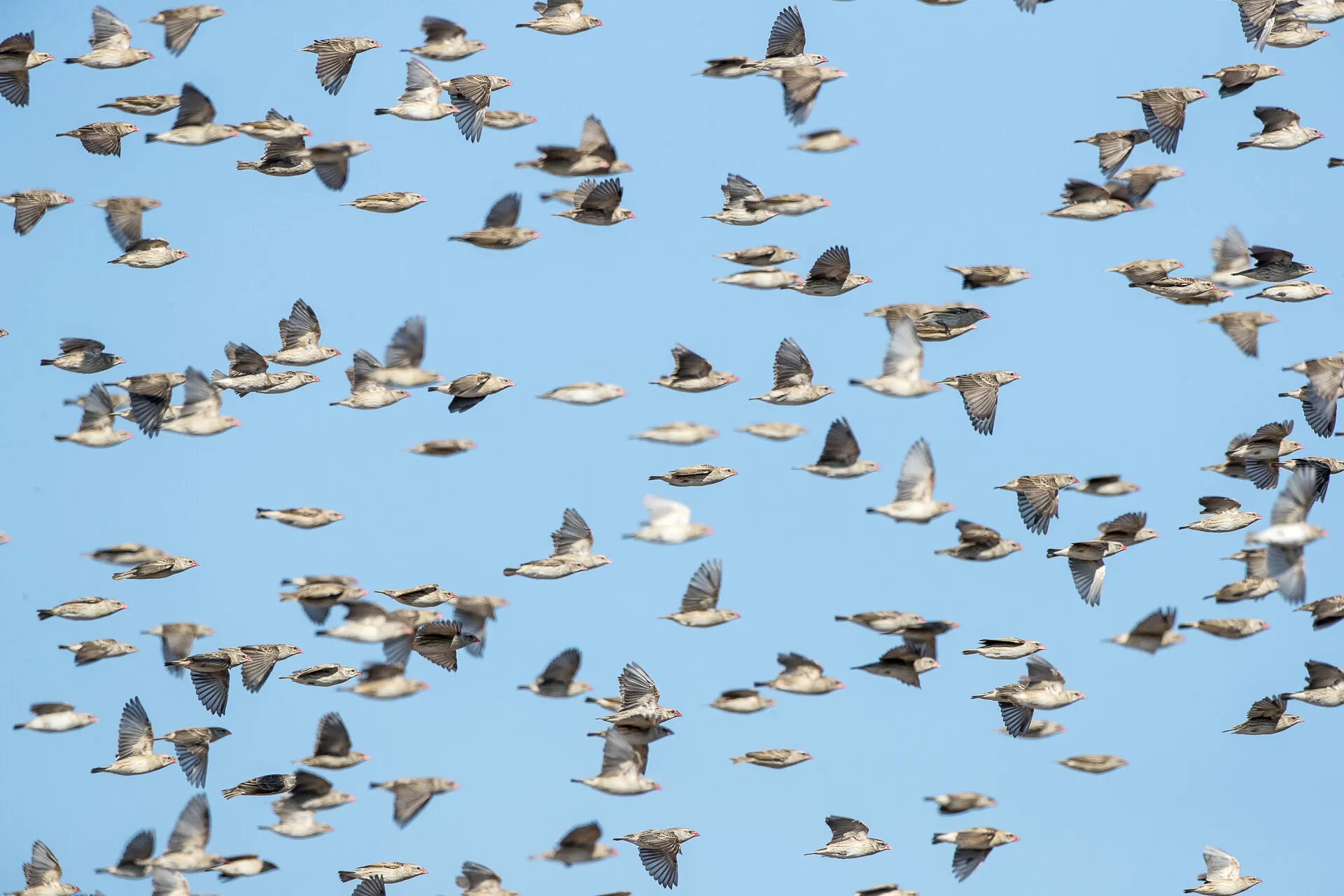 Flight of the Queleas