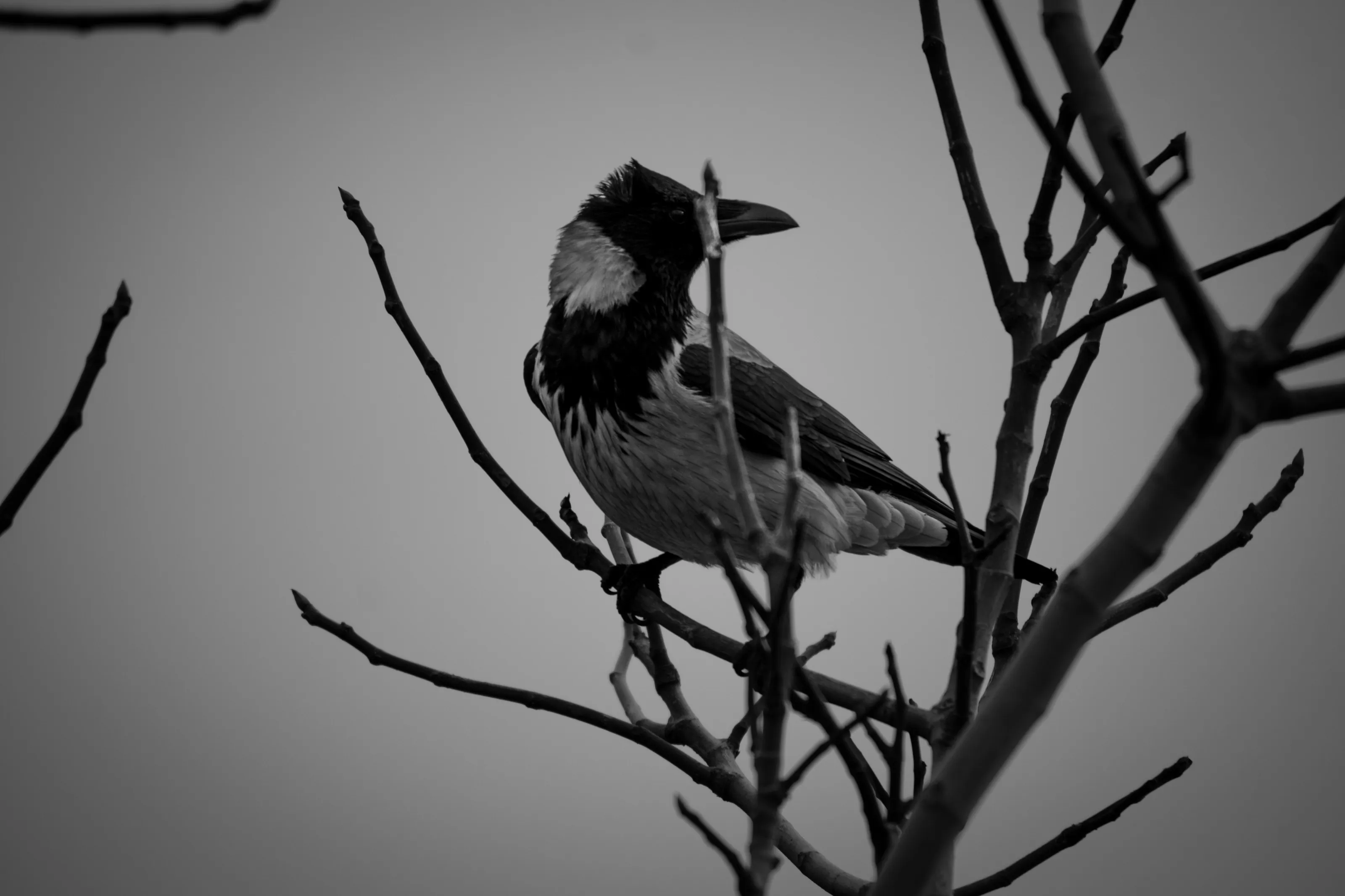 crow, the messenger of death