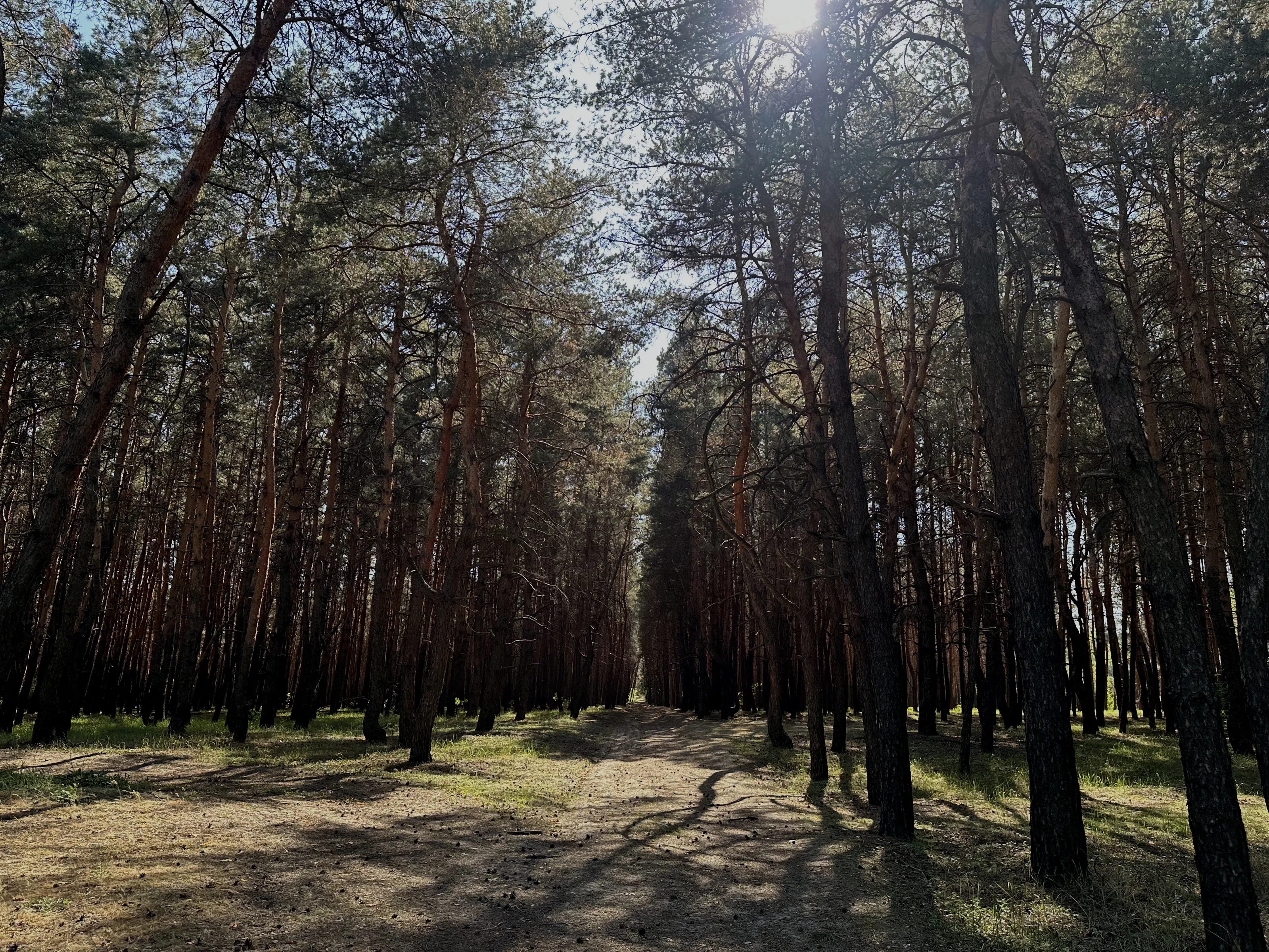 A dense forest with towering trees, casting shadows on the forest floor.