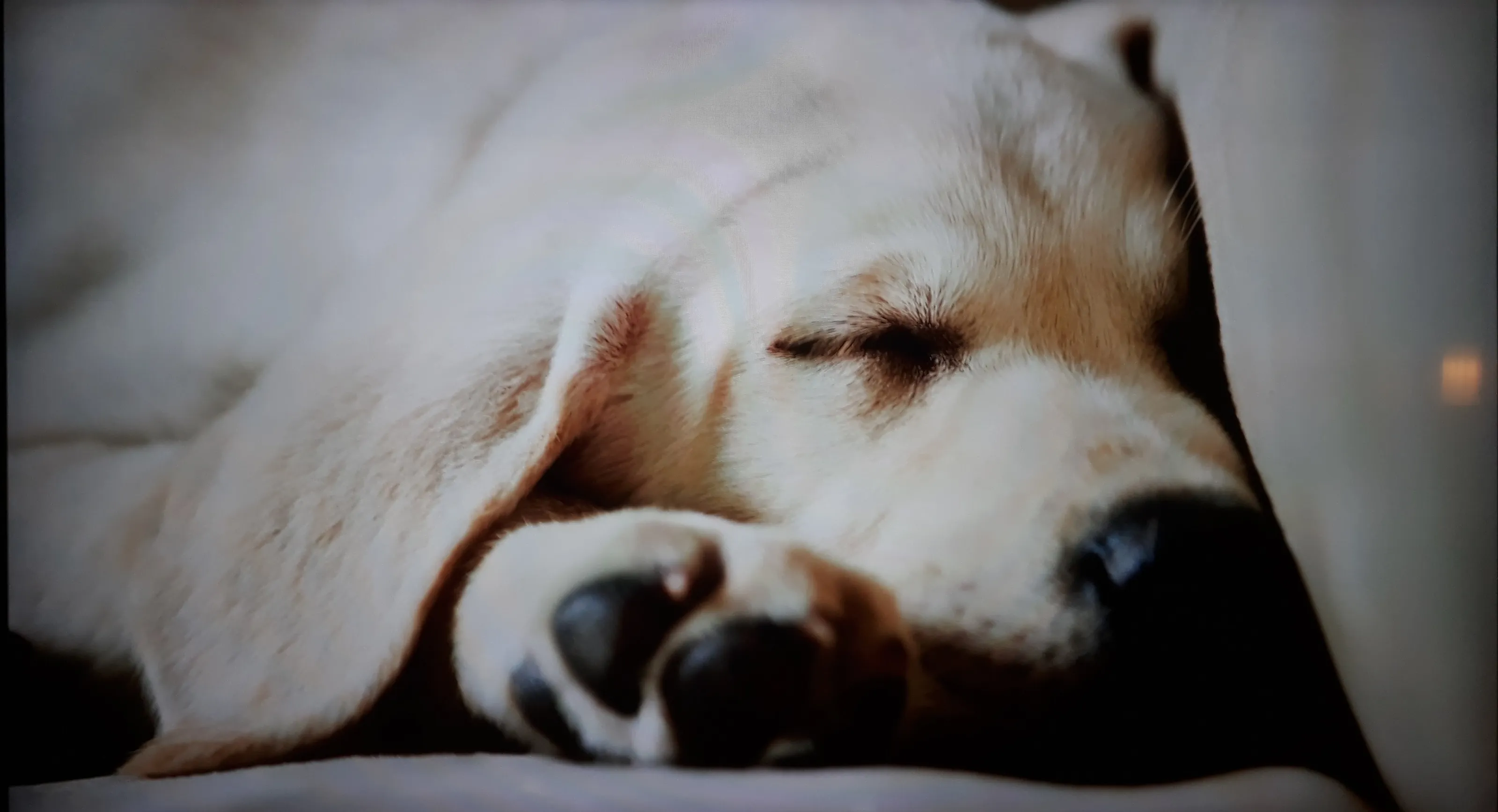 Little Pet Portrait