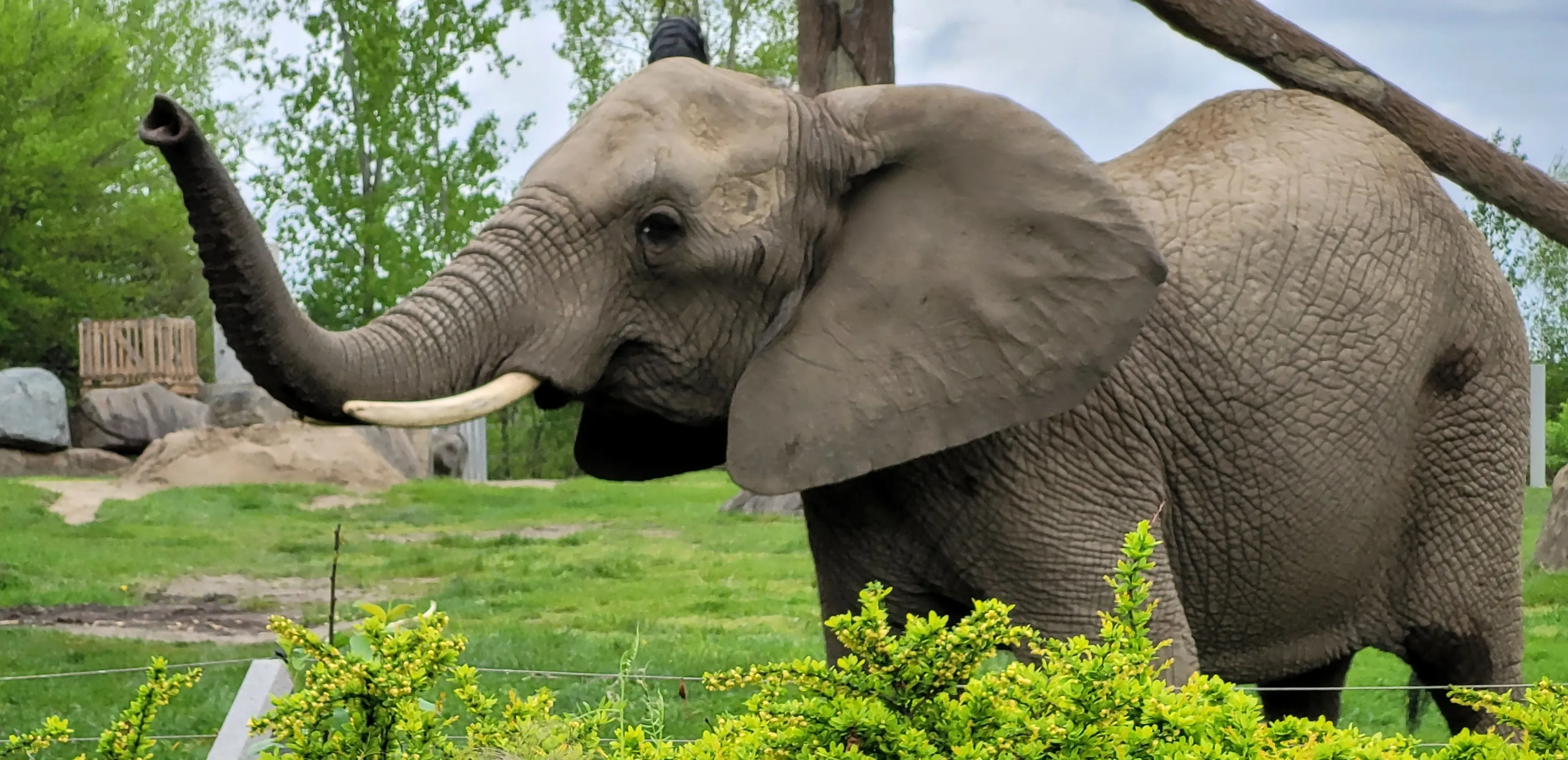 Lucky Elephant