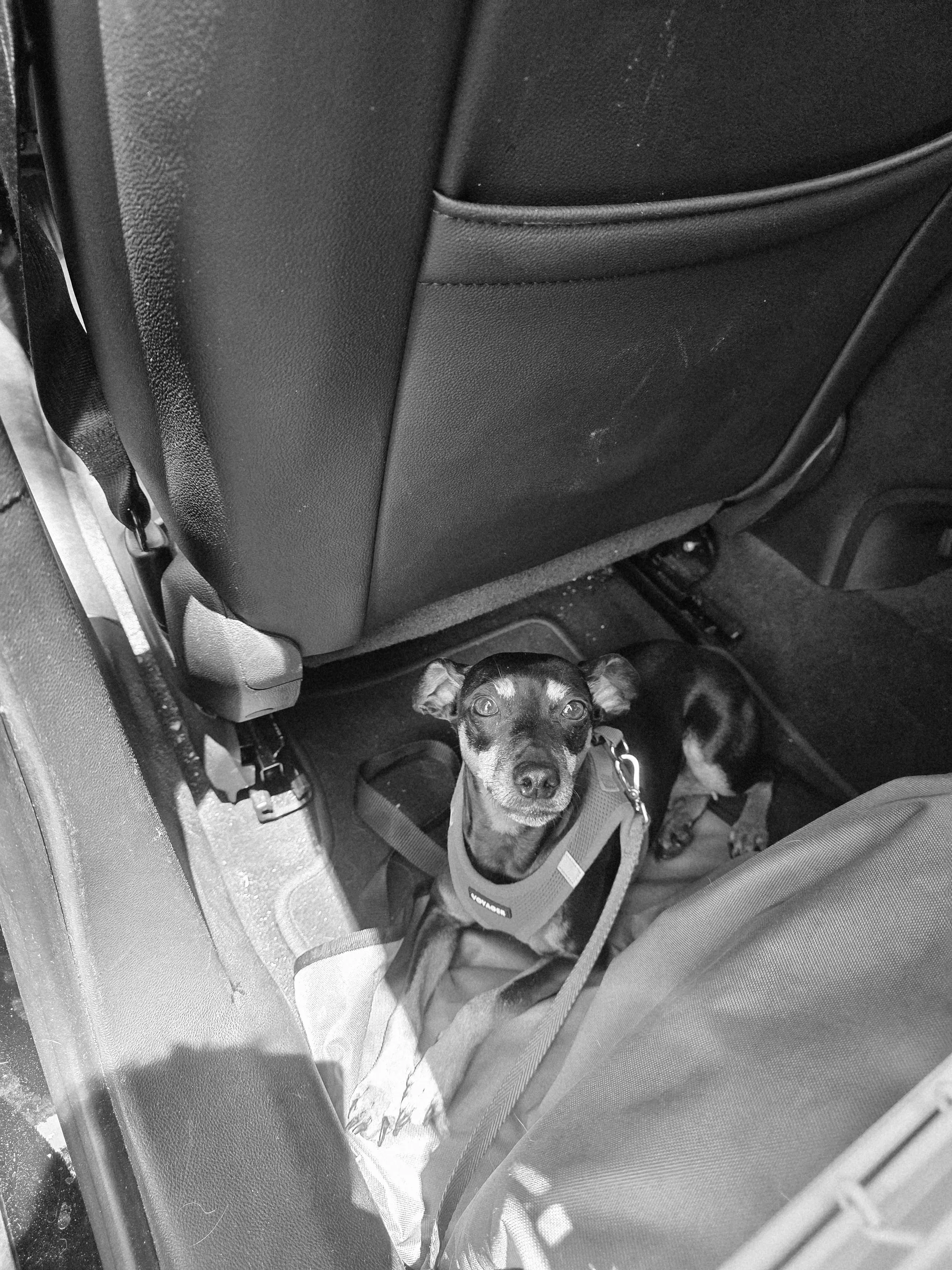 Pets in Black and White
