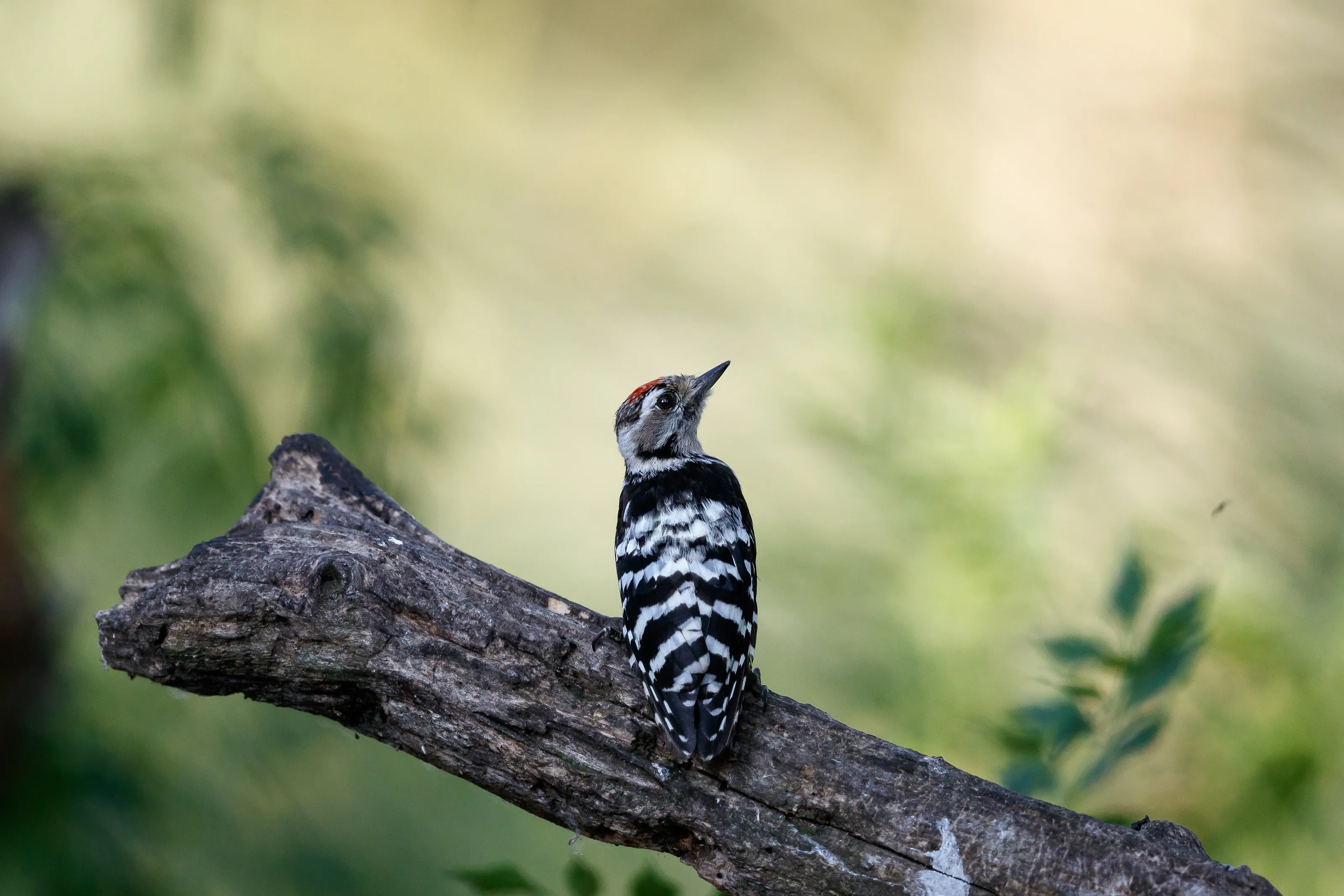 Lesser Spotted Woodpecker portrait
