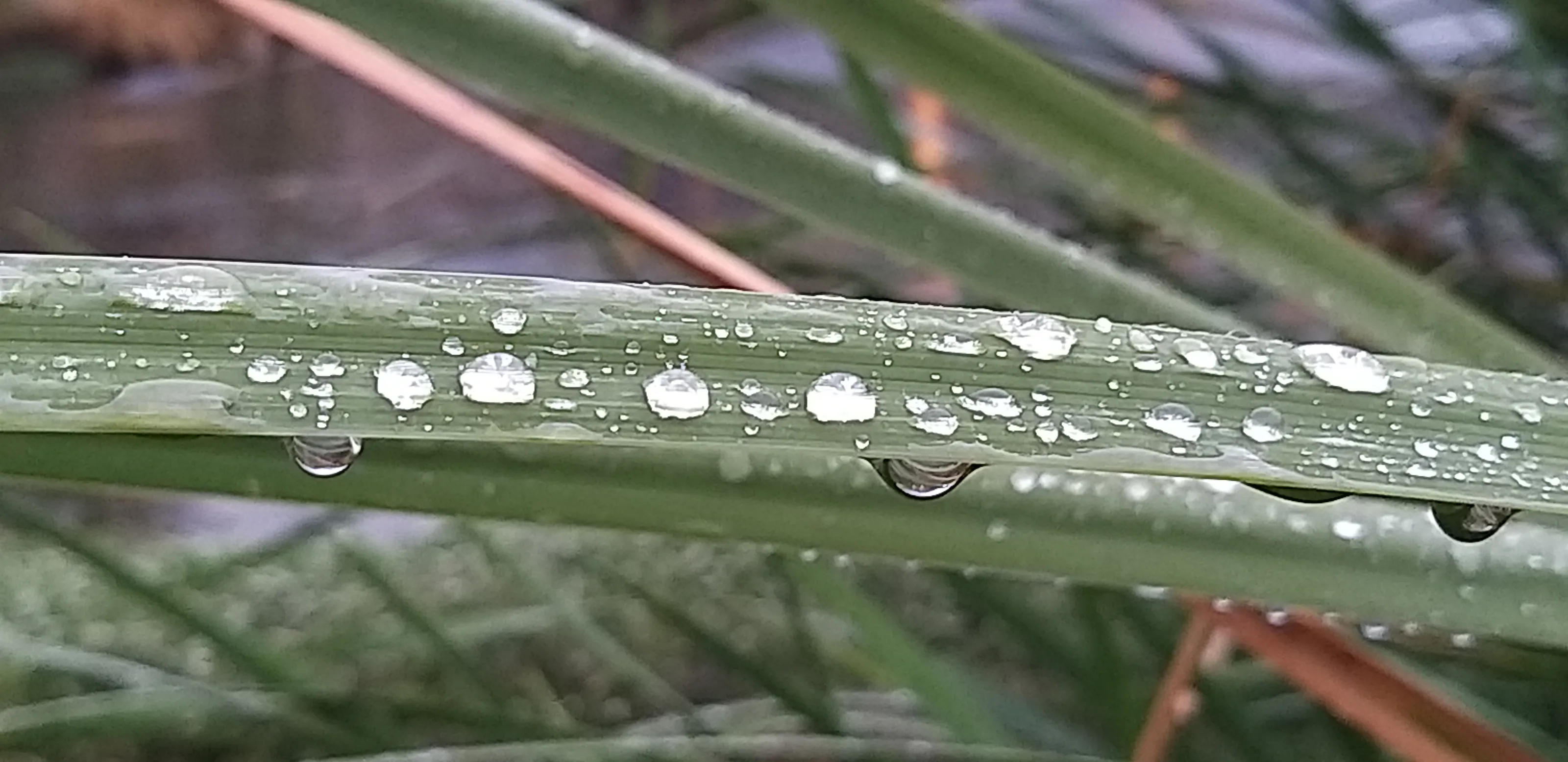 Rain drop