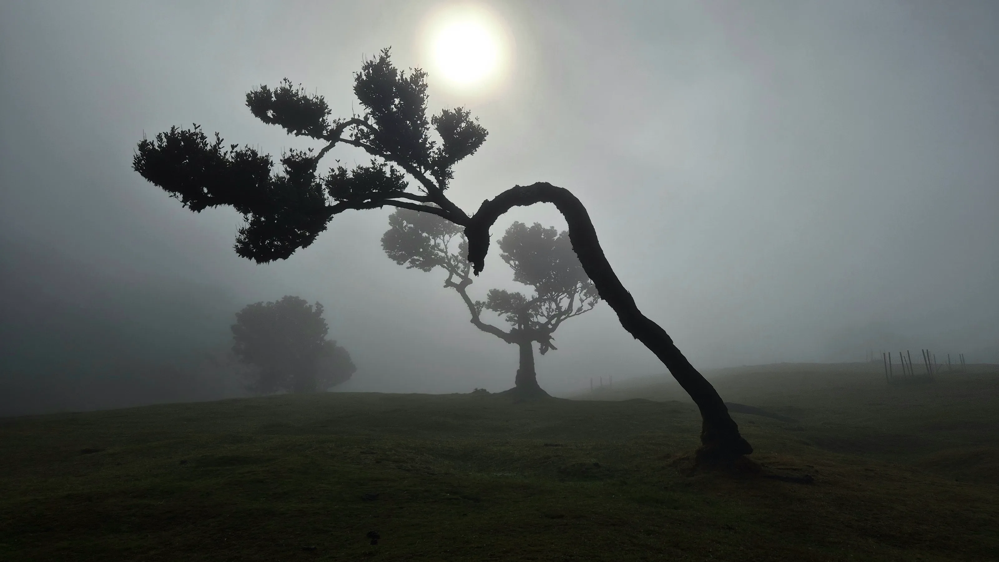 Fanal Forest