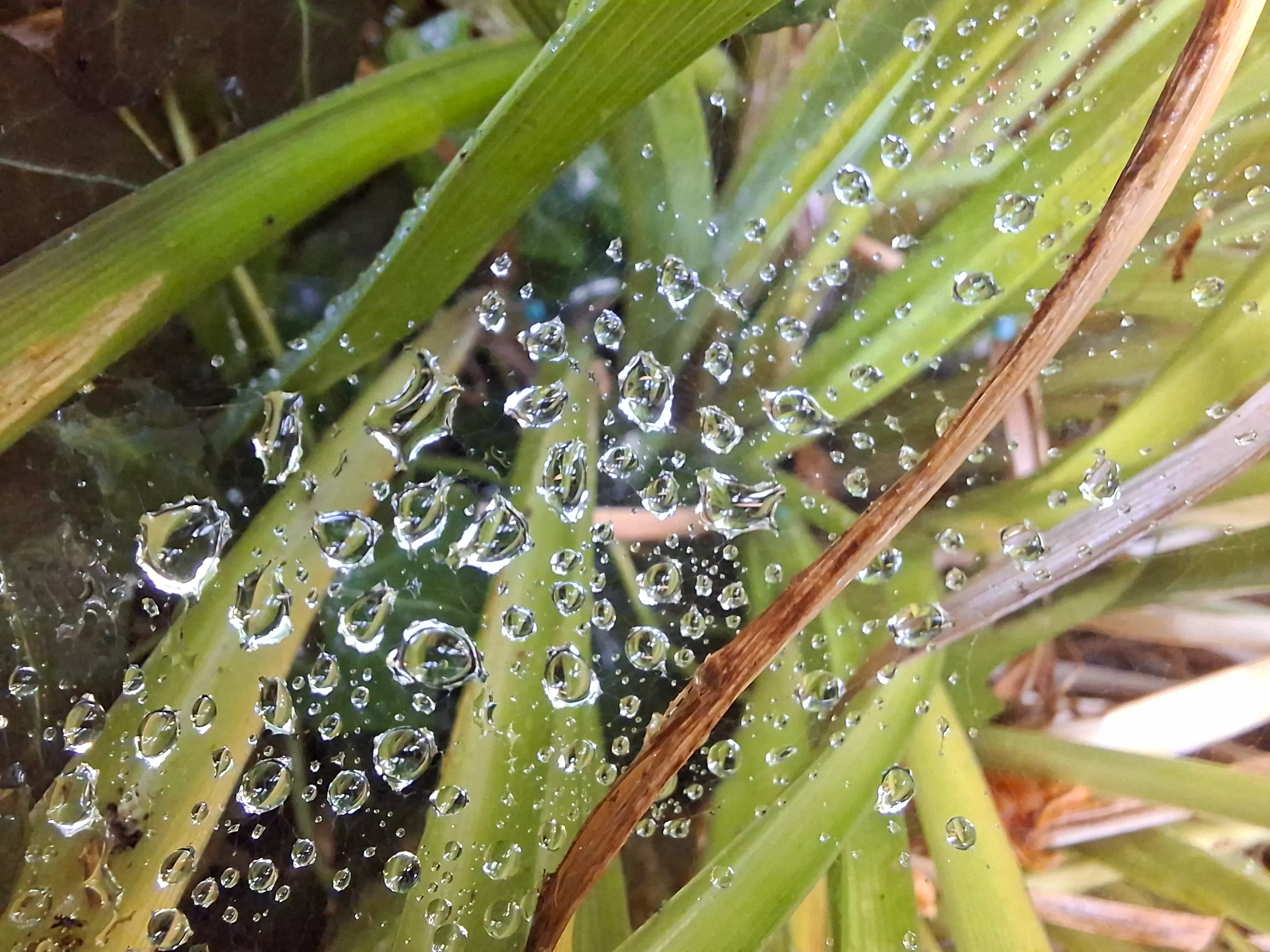 Waterdrops