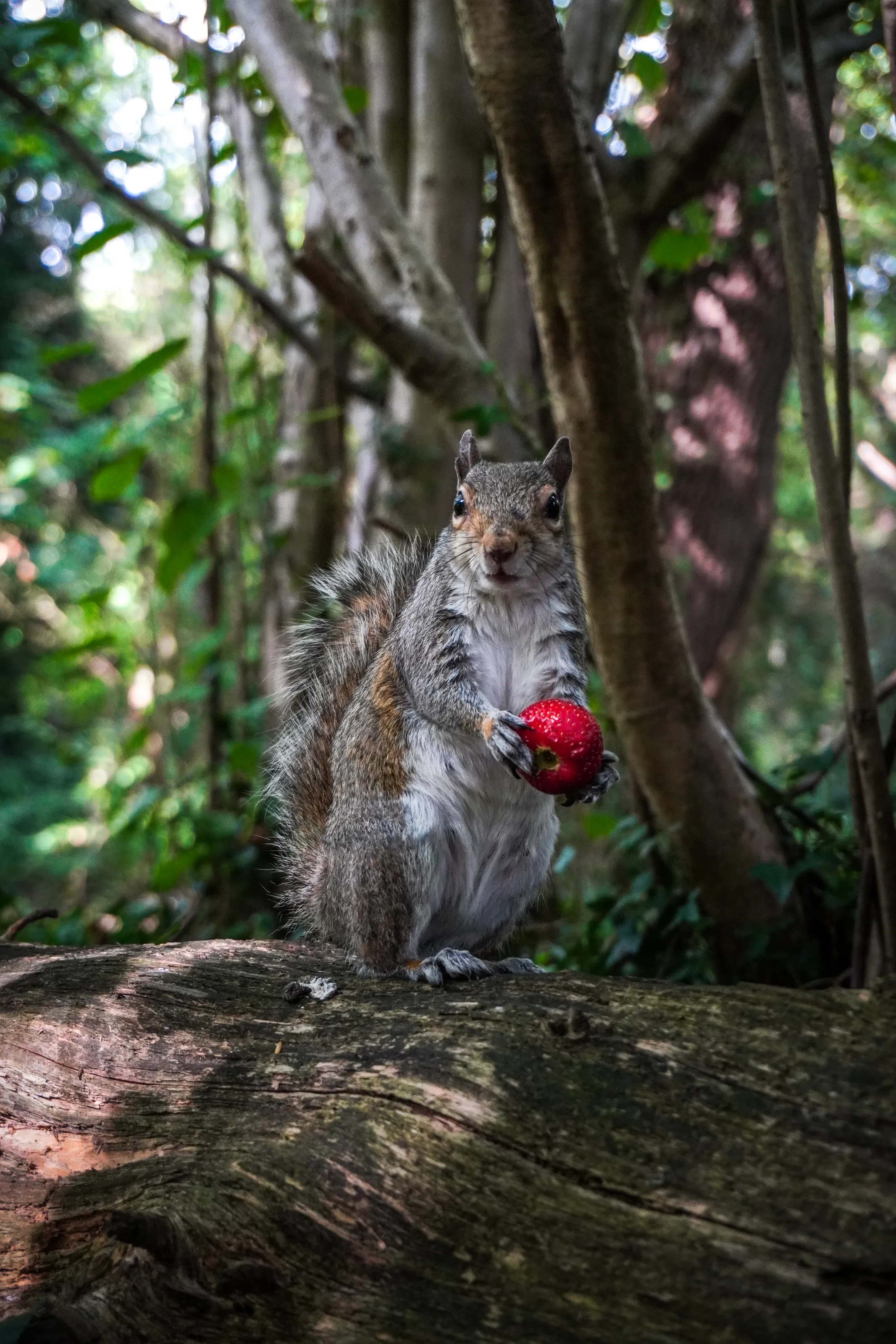 Squirrel with Berry
