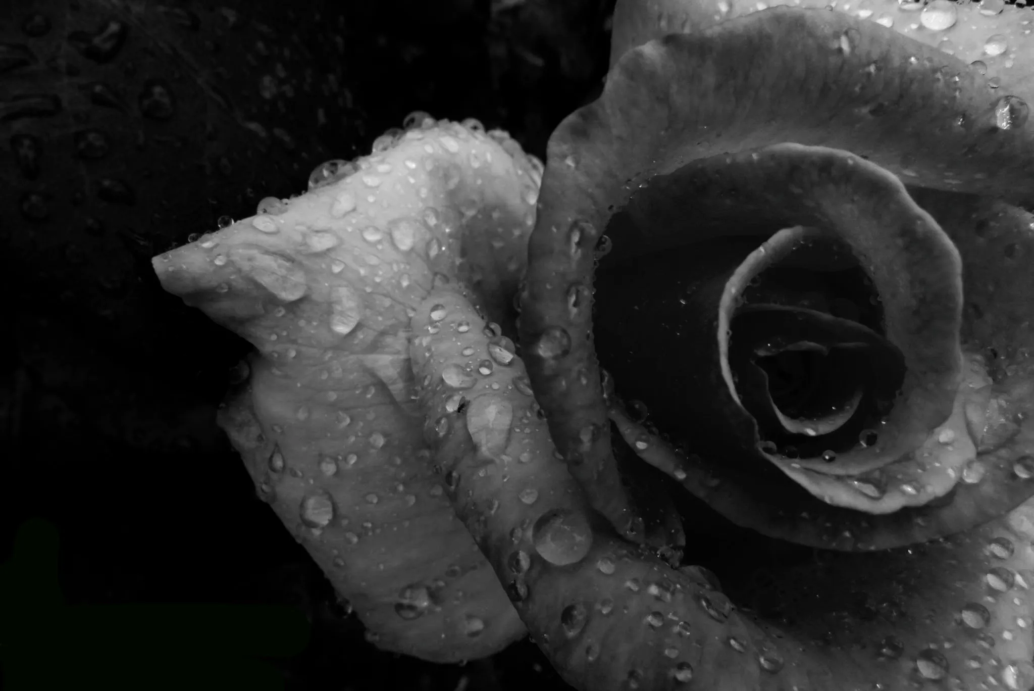 Flowers in Black and White