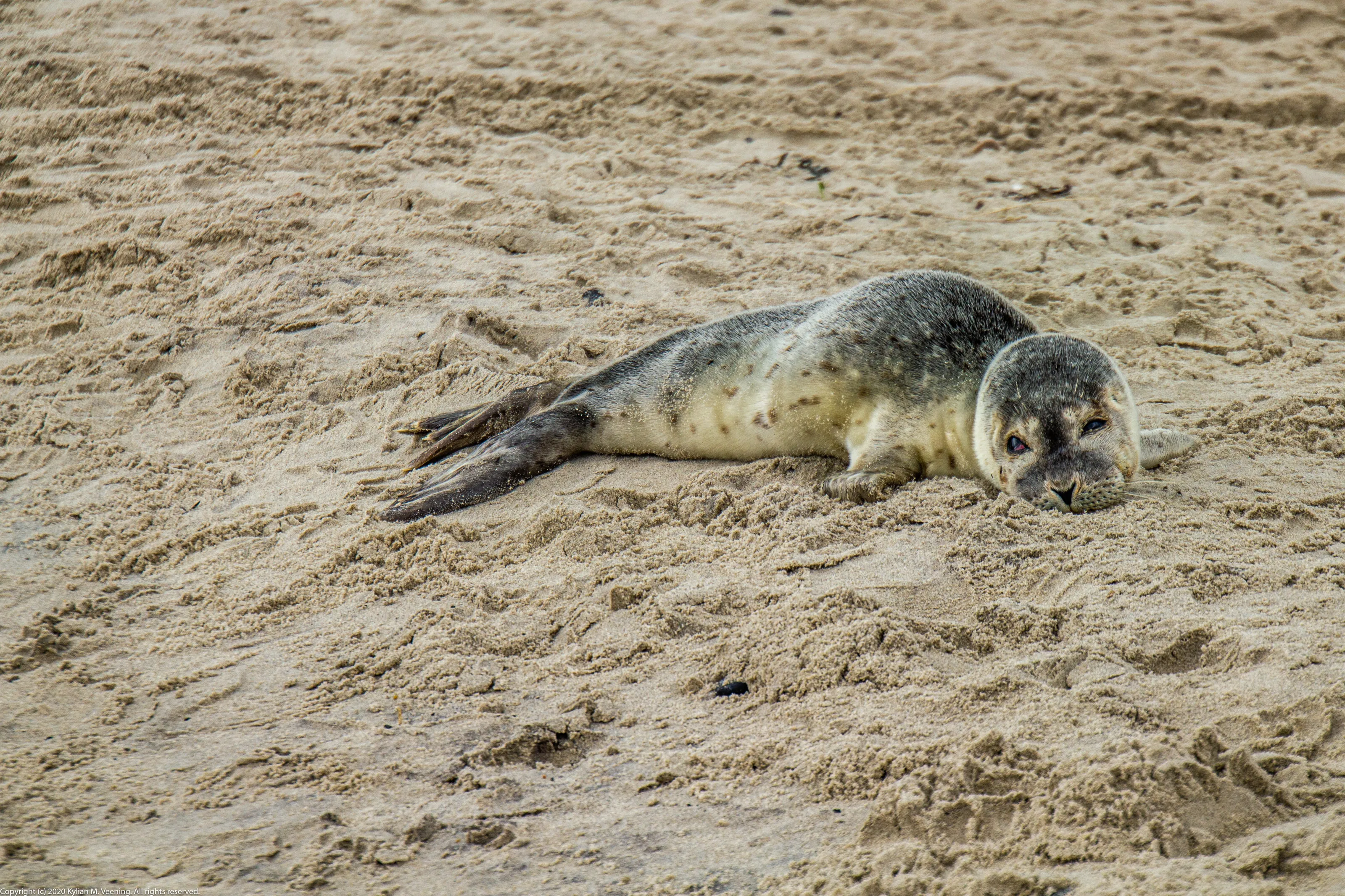 Baby seal on the beach