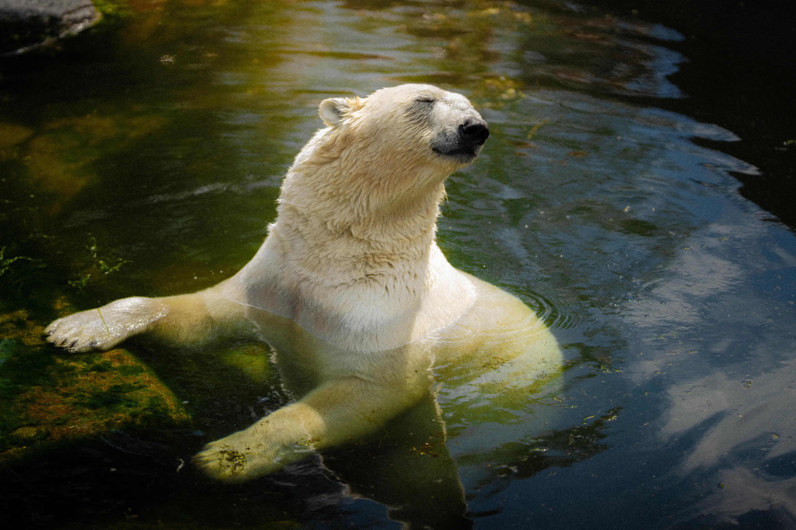 Bear enjoying a dip in the water on a summer day