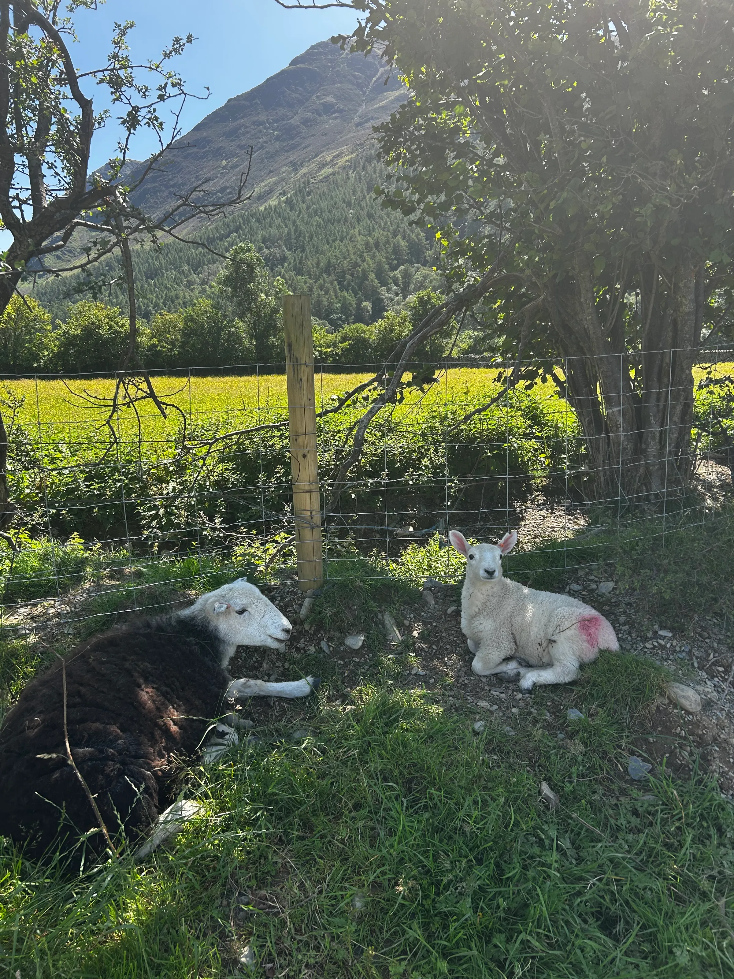 Smiling sheep