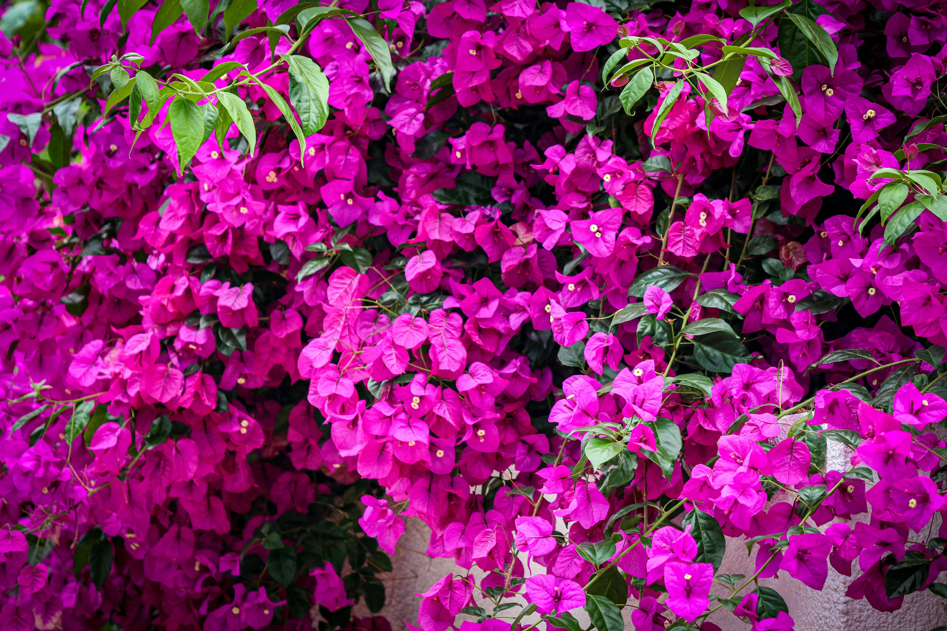 Bright and beautiful