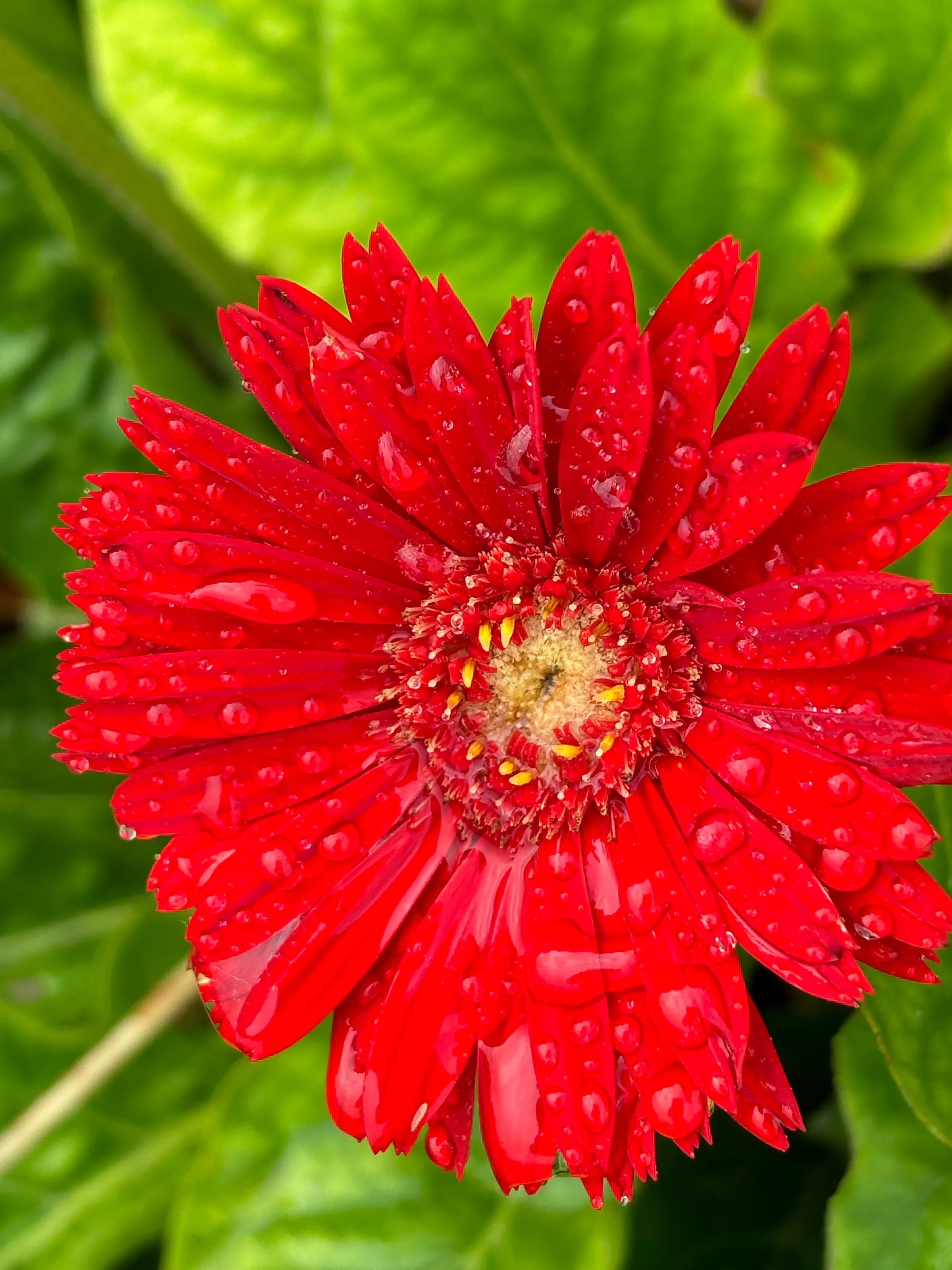 Nature's Tears