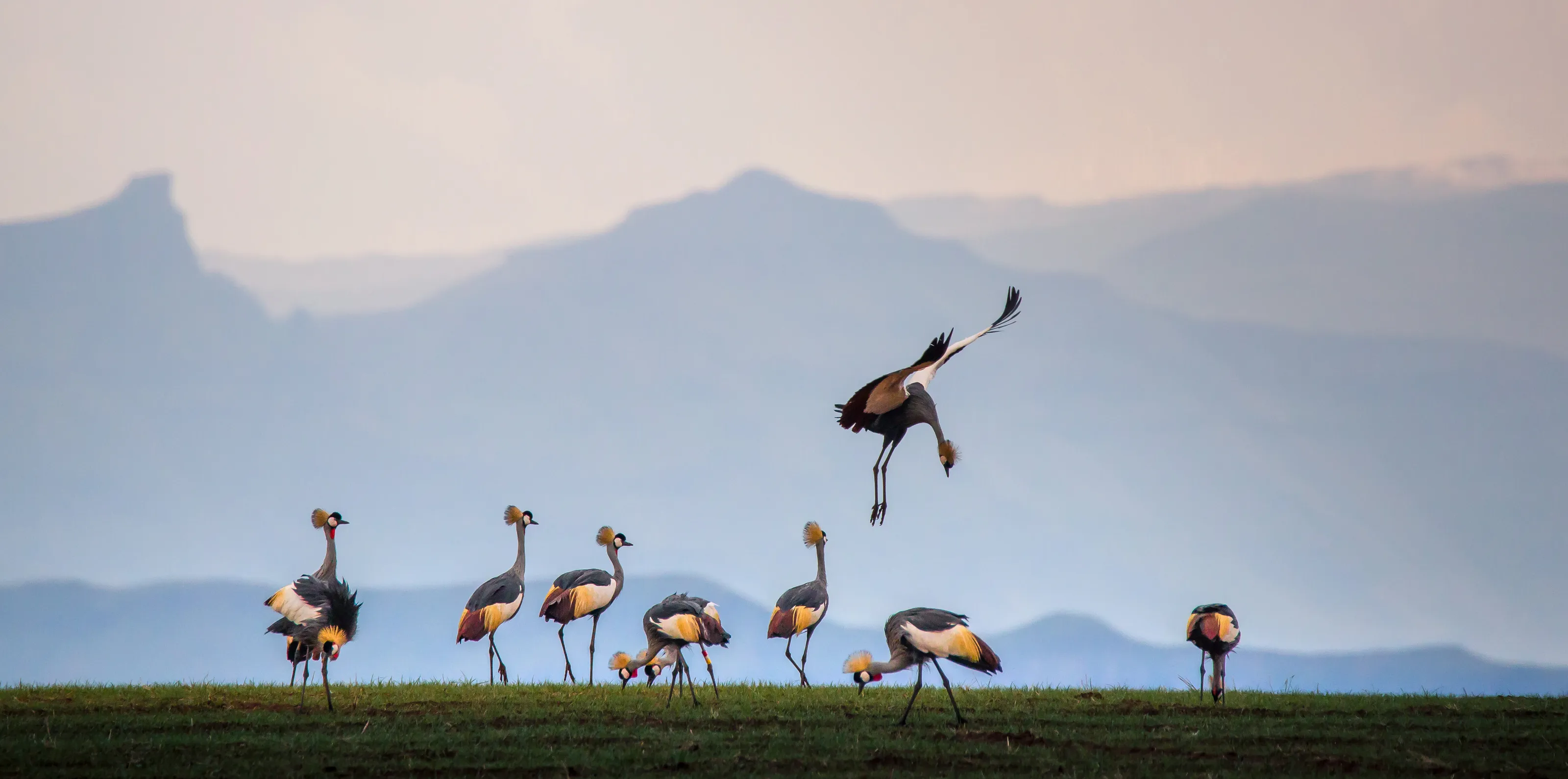 Dance of the Cranes
