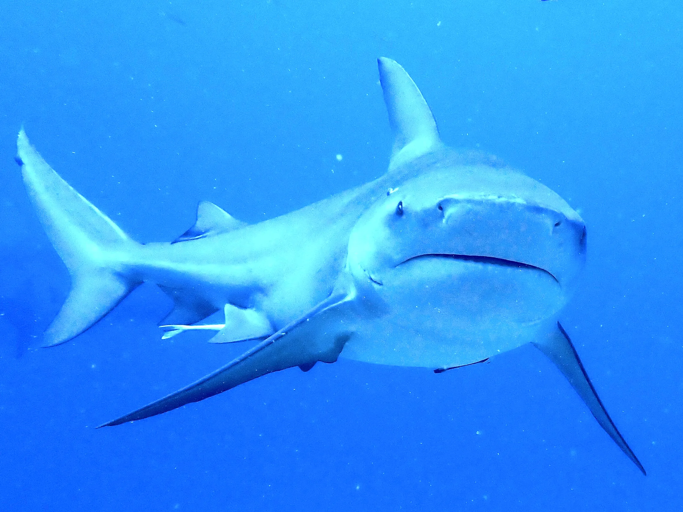 Sharks