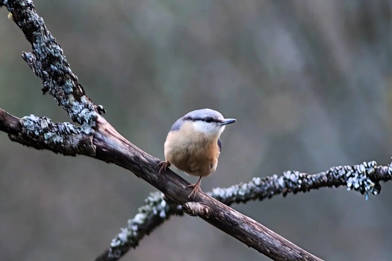 Small Blue Bird