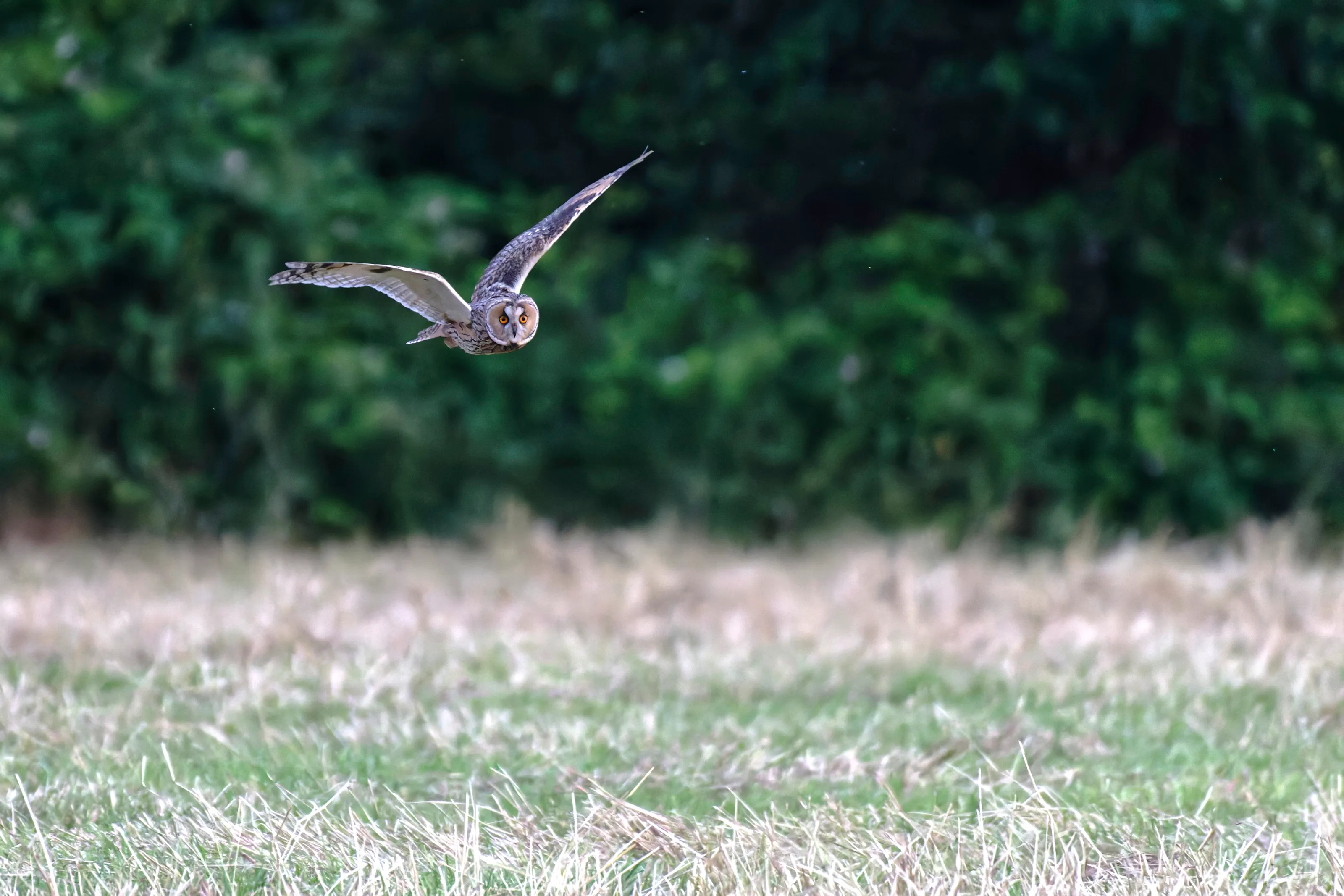 Long-eared Owl