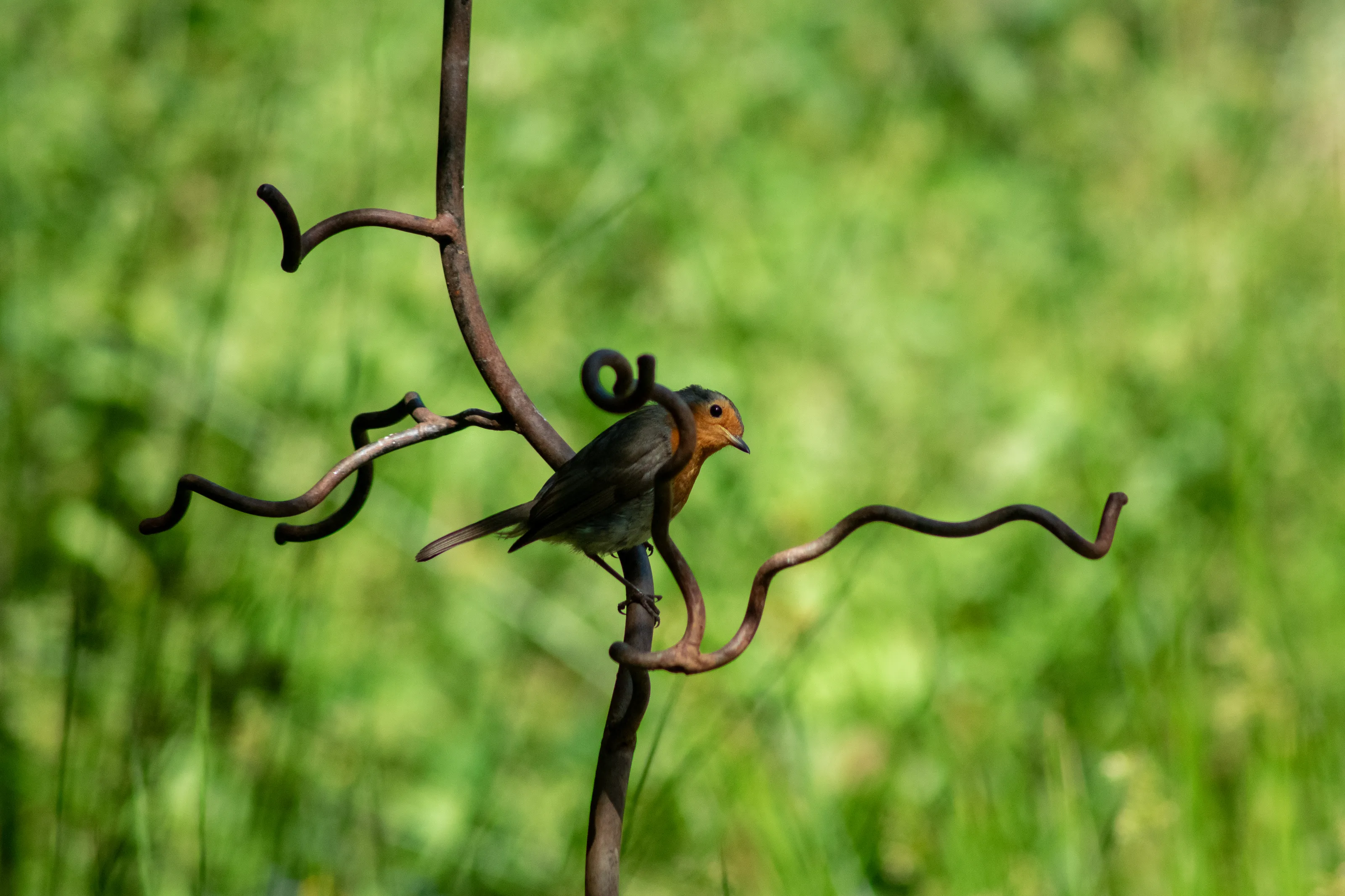 Robin