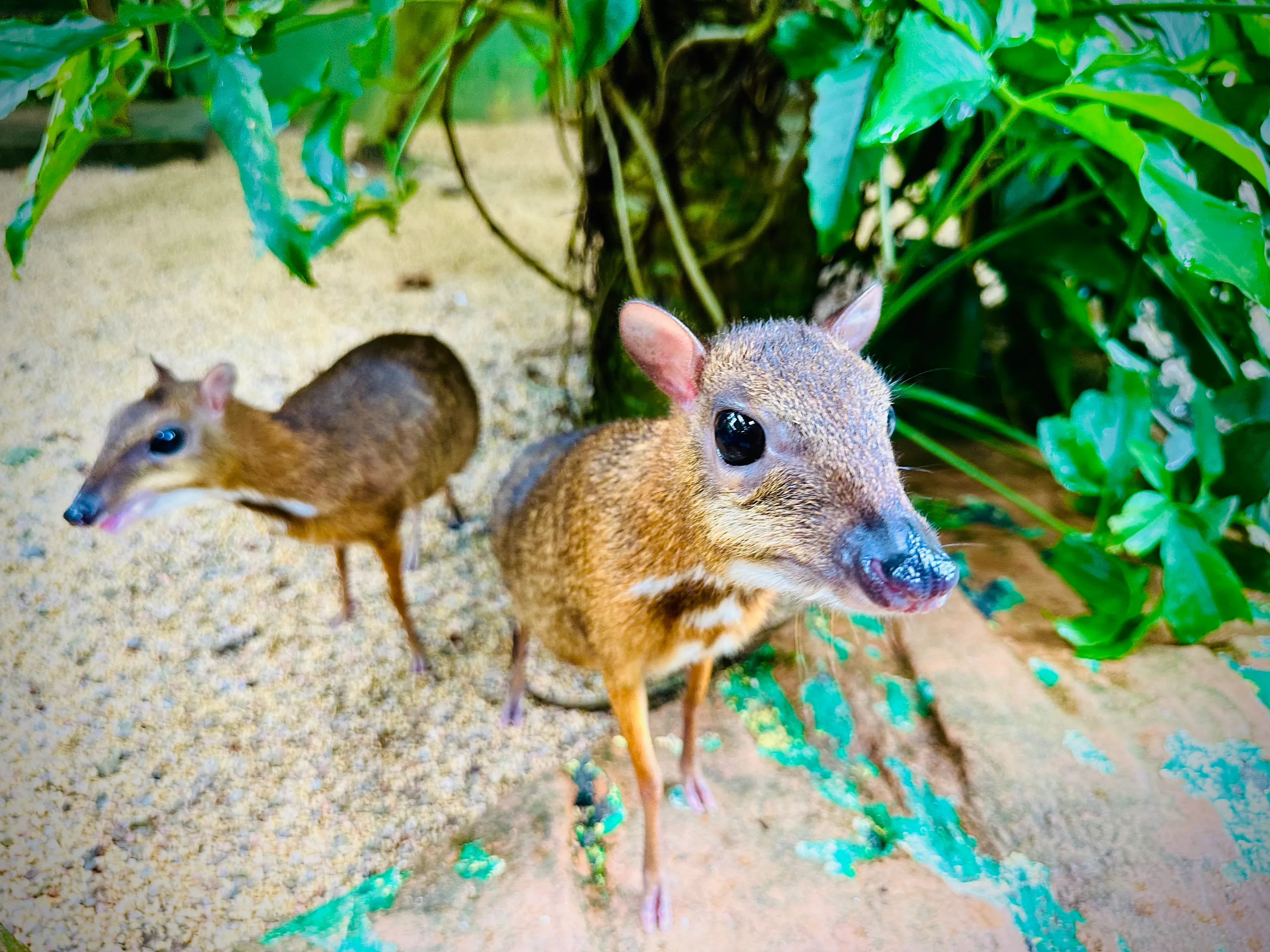 Curious Mouse Deer