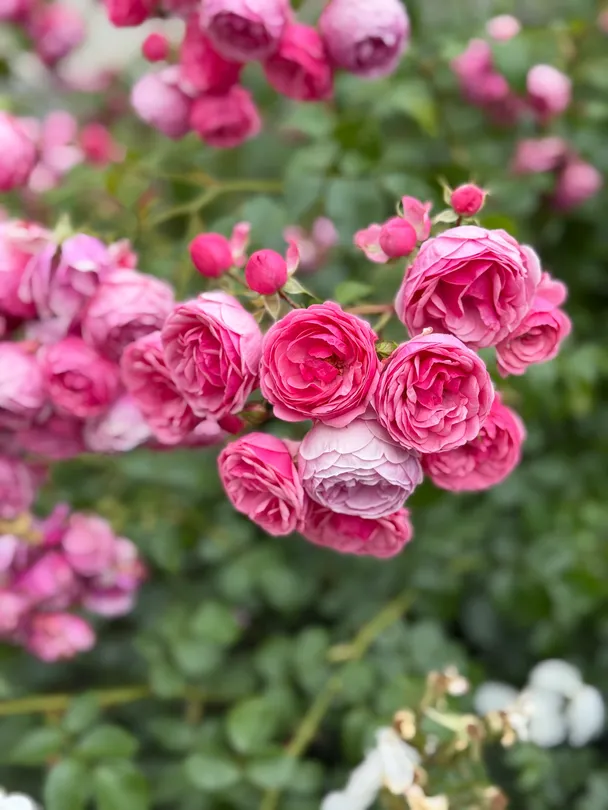Shades of Pink