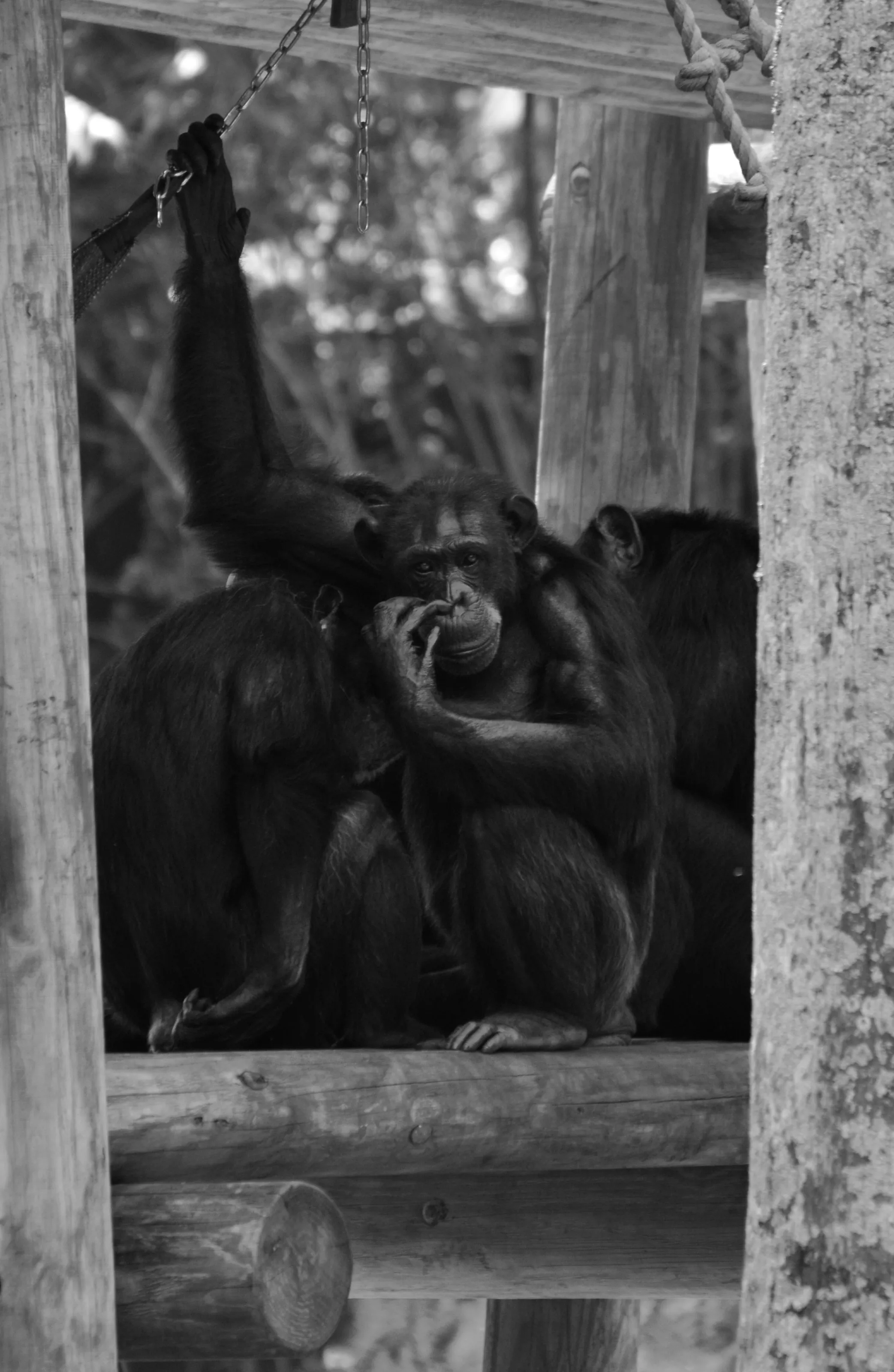 Planet of the apes
