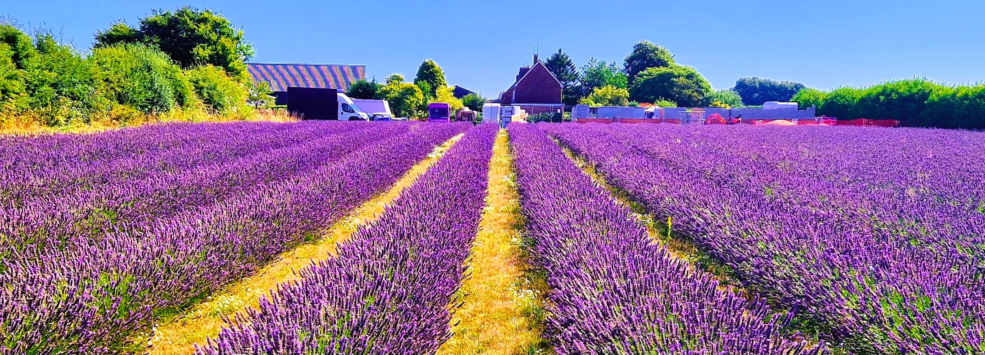 Lavender field in Alton (Hampshire)