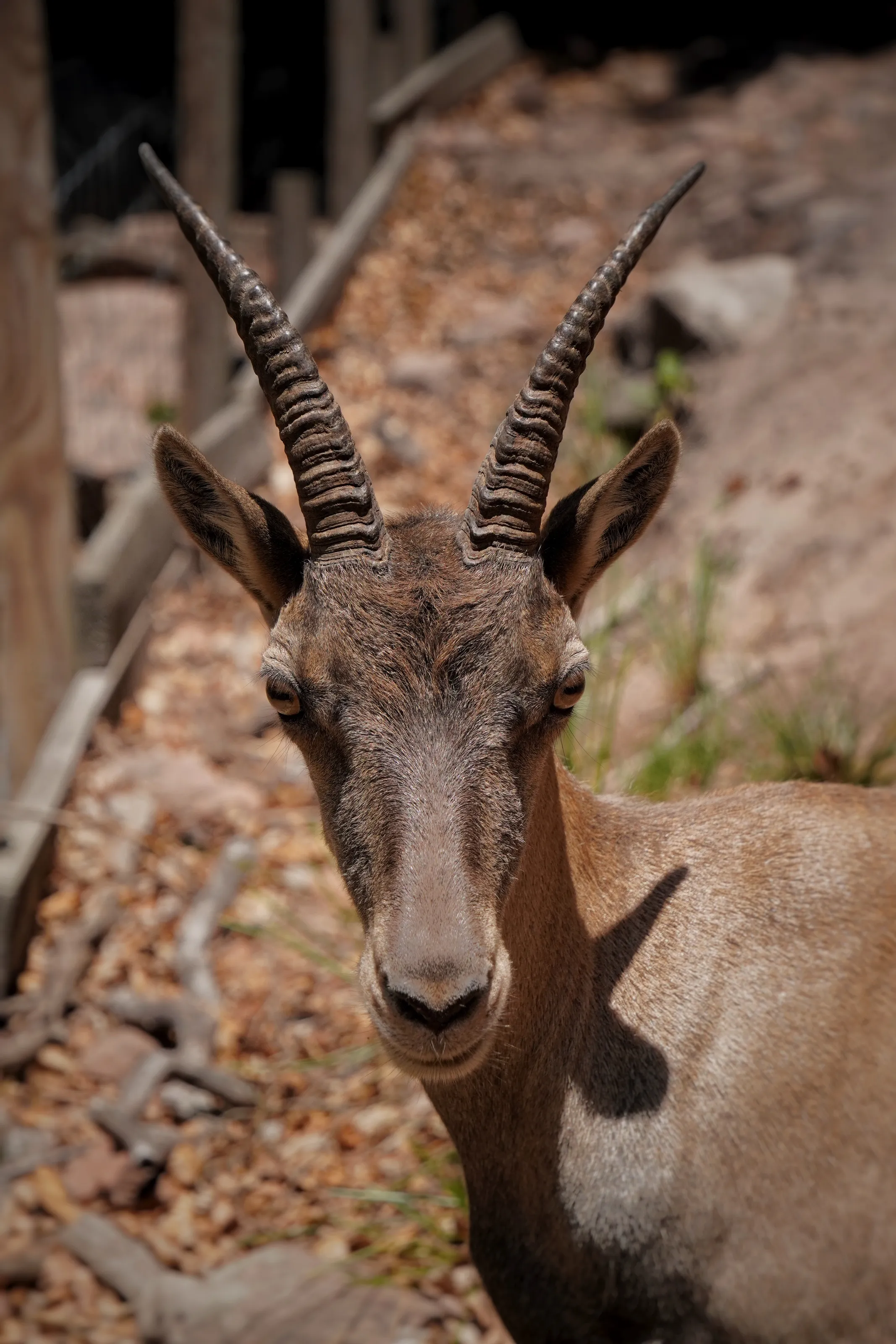 Capricorn