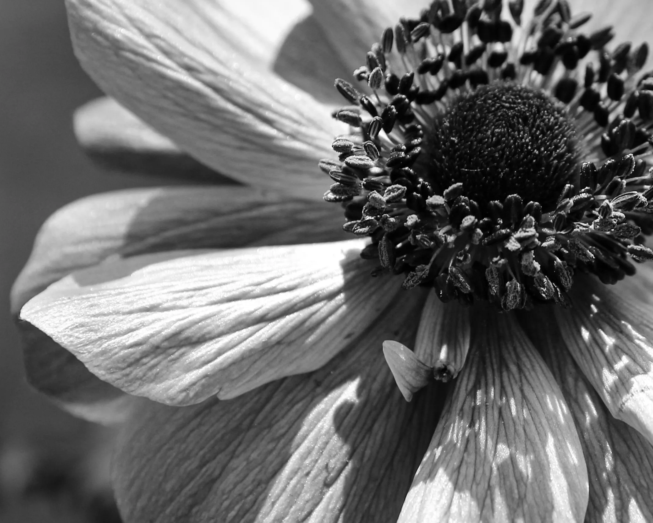 Anemone Close-up