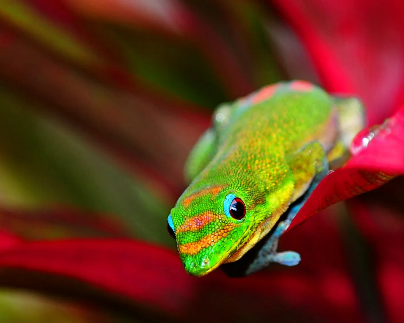 Gekko
